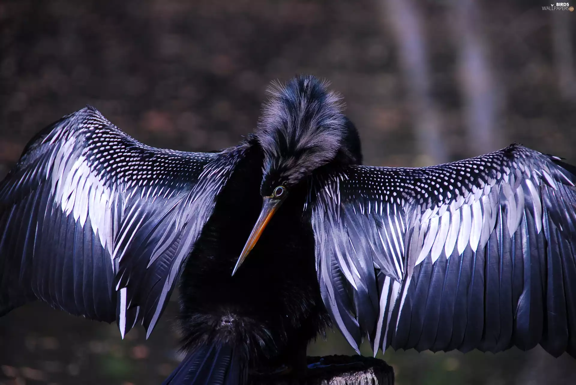American Anhinga