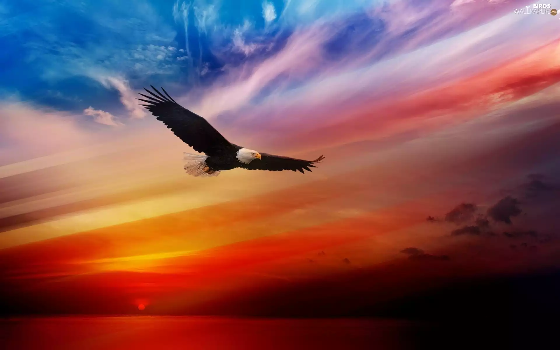 Great Sunsets, eagle, American Bald Eagle
