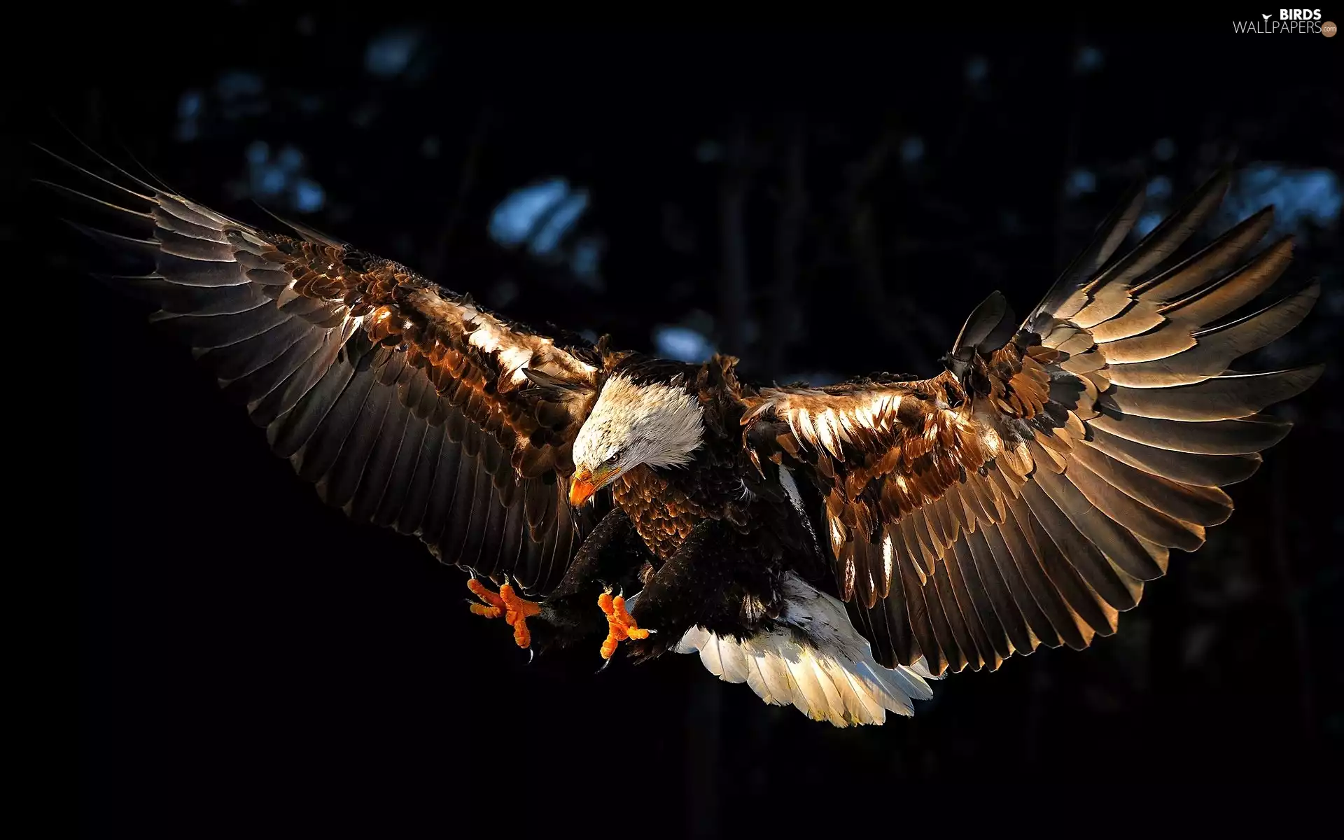 eagle, spread, wings, American Bald Eagle