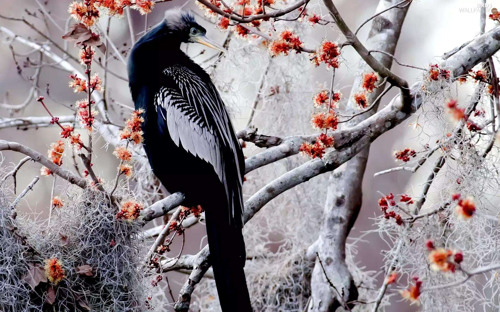 branch pics, Bird, American Anhinga, Flowers