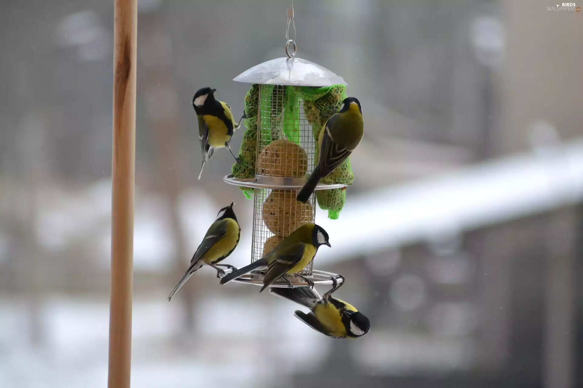 five, an, Bird feeder, tits