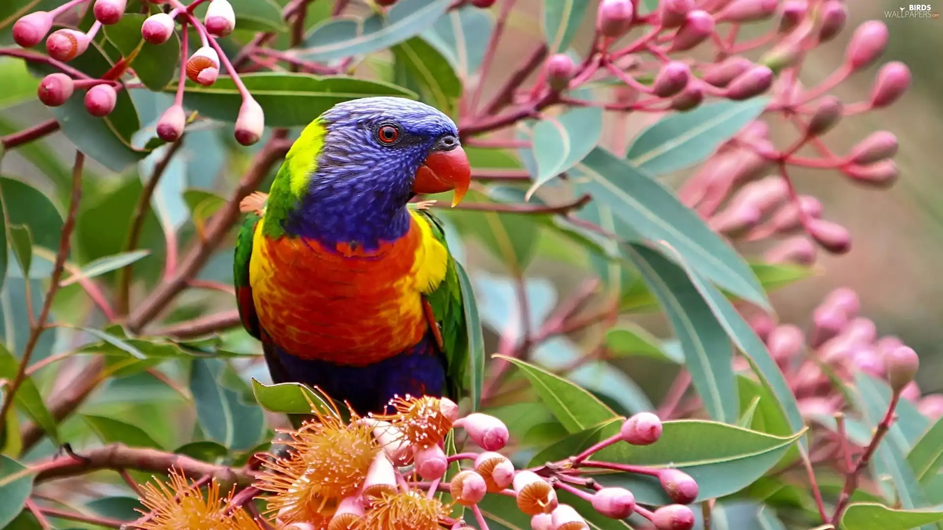 branch, Rainbow Lorikeet, an