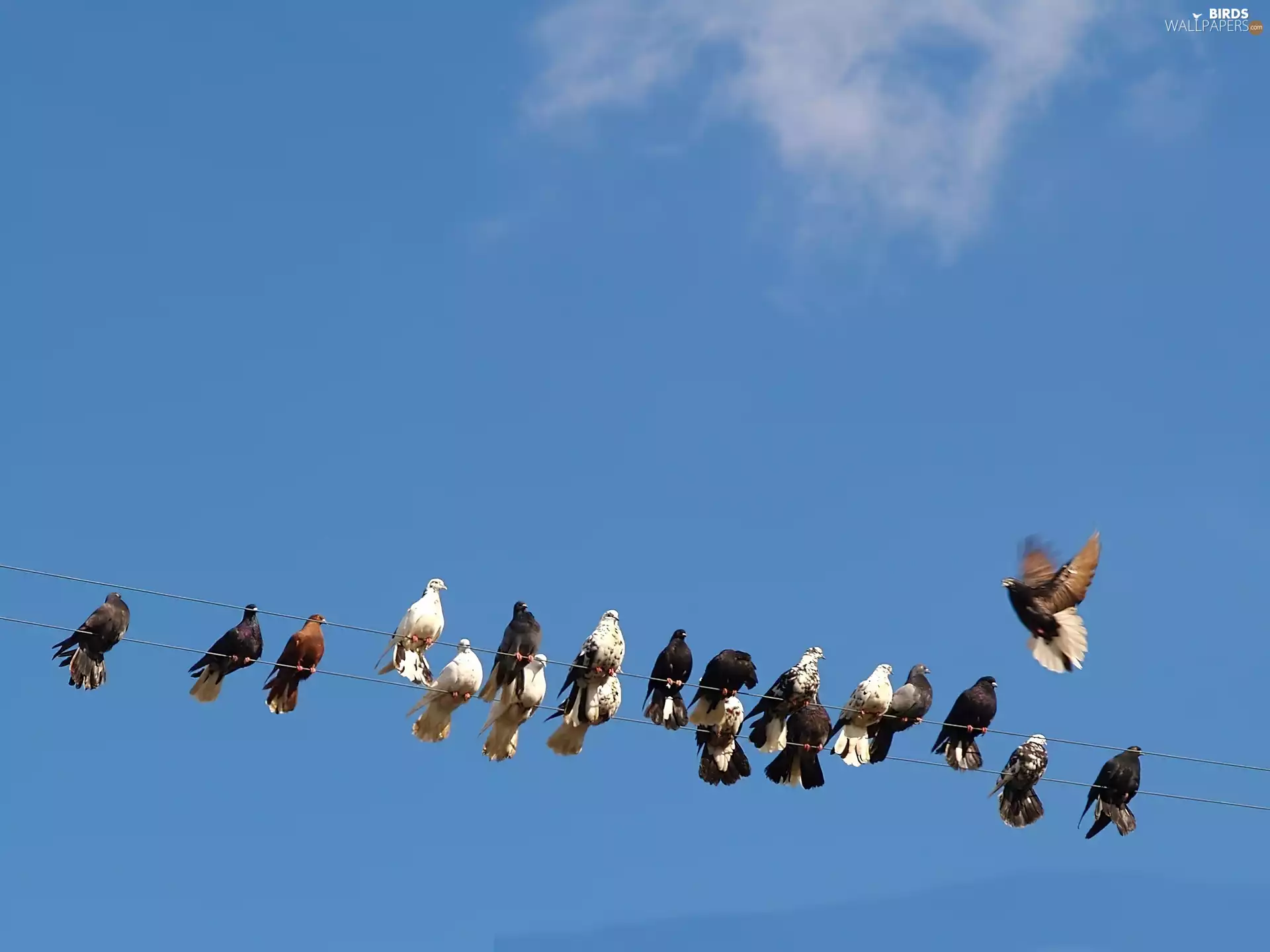 Deep, lines, phone, an