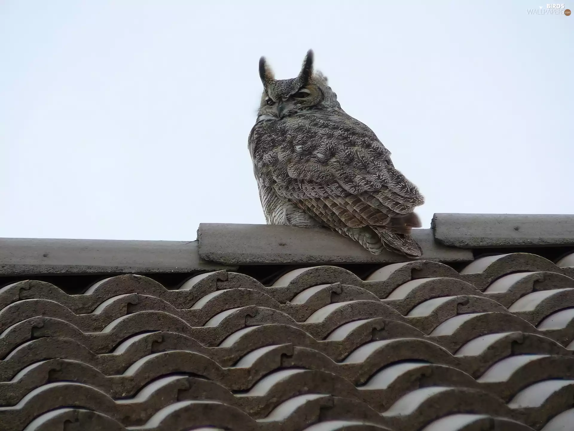 Roof, Owl Ear, an