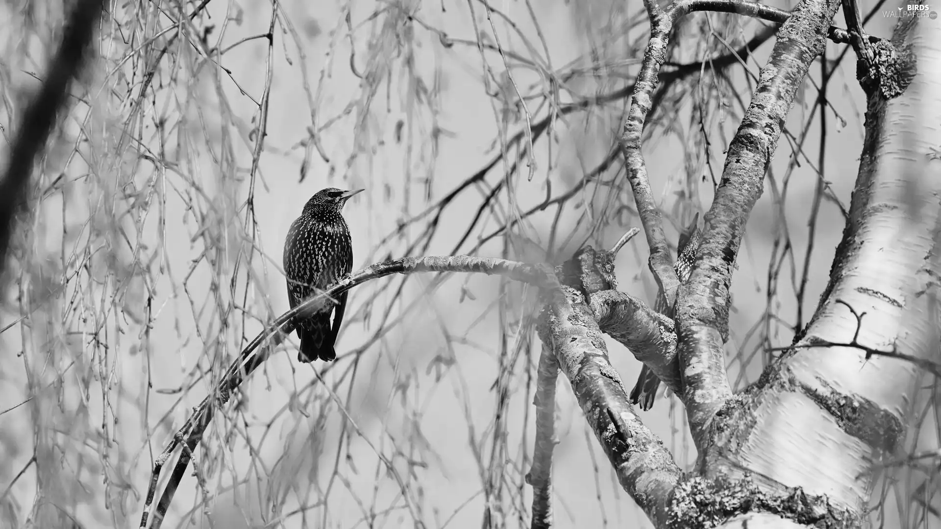 starling, branch, Black and white, Bird