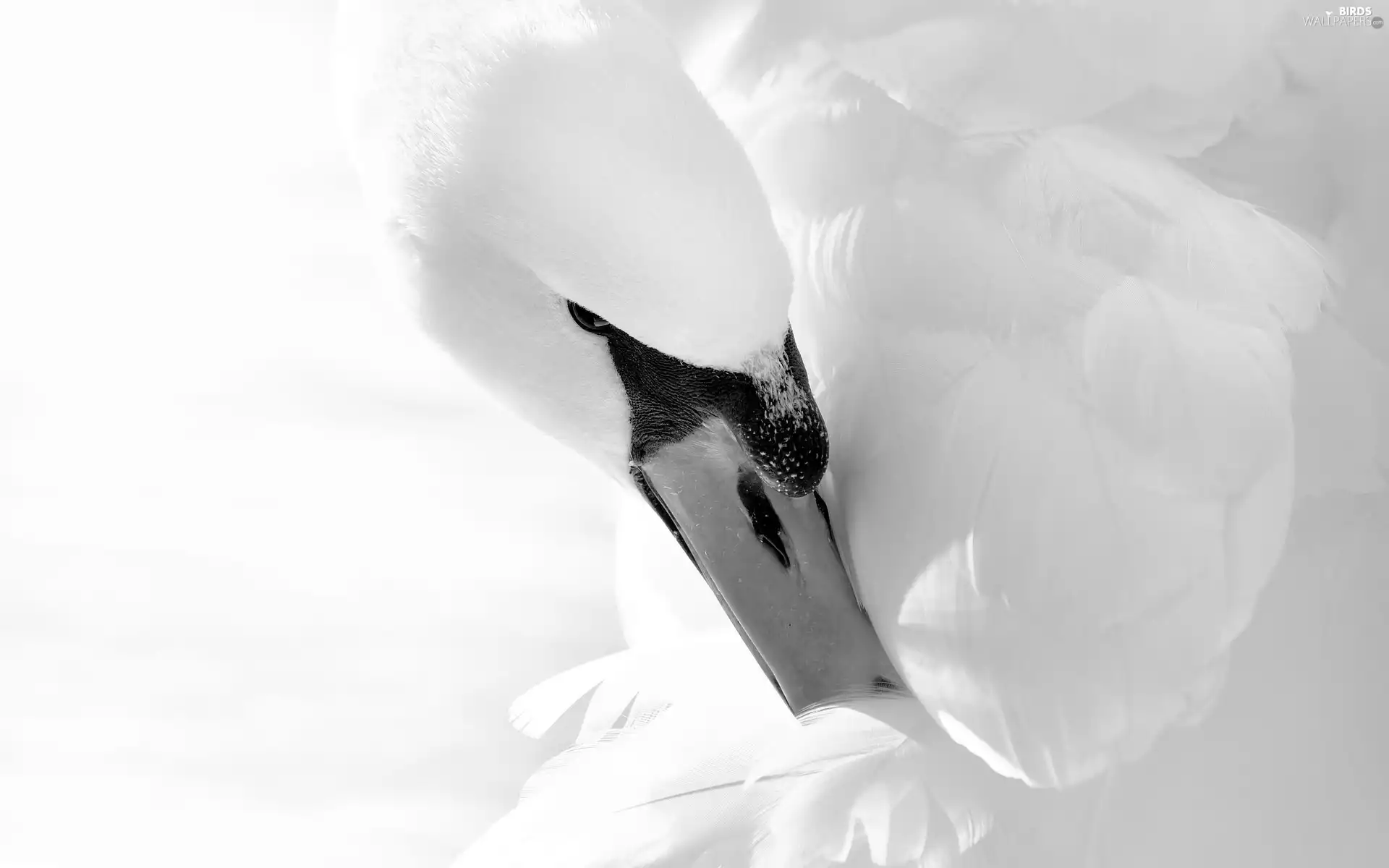 Swans, feather, Black and white, nose