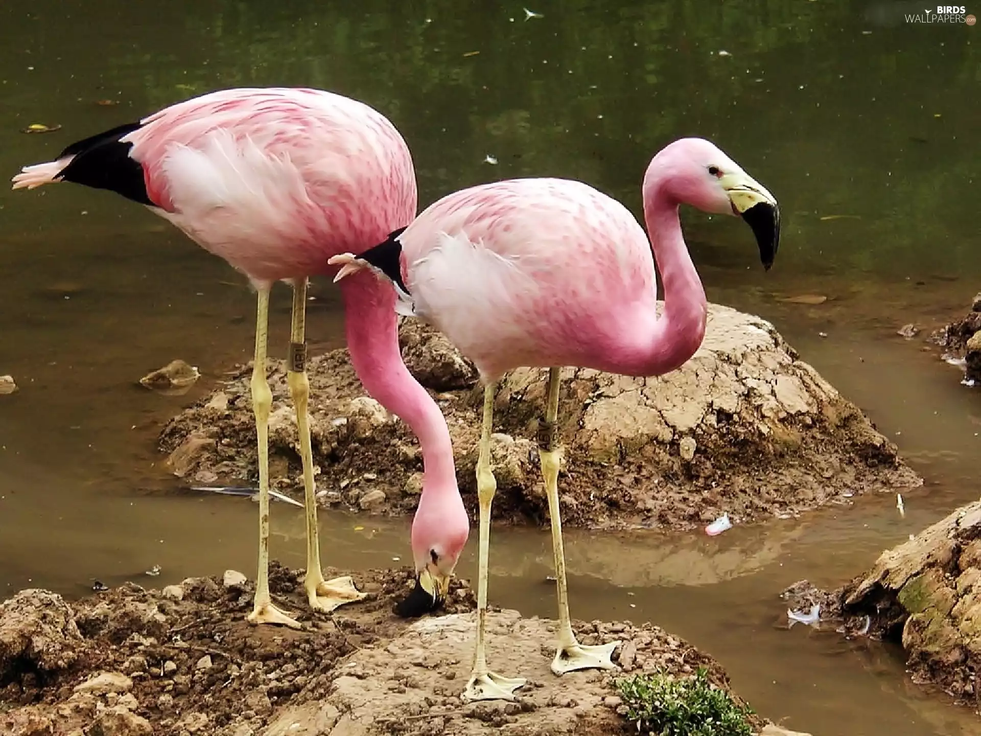 Andean Flamingos