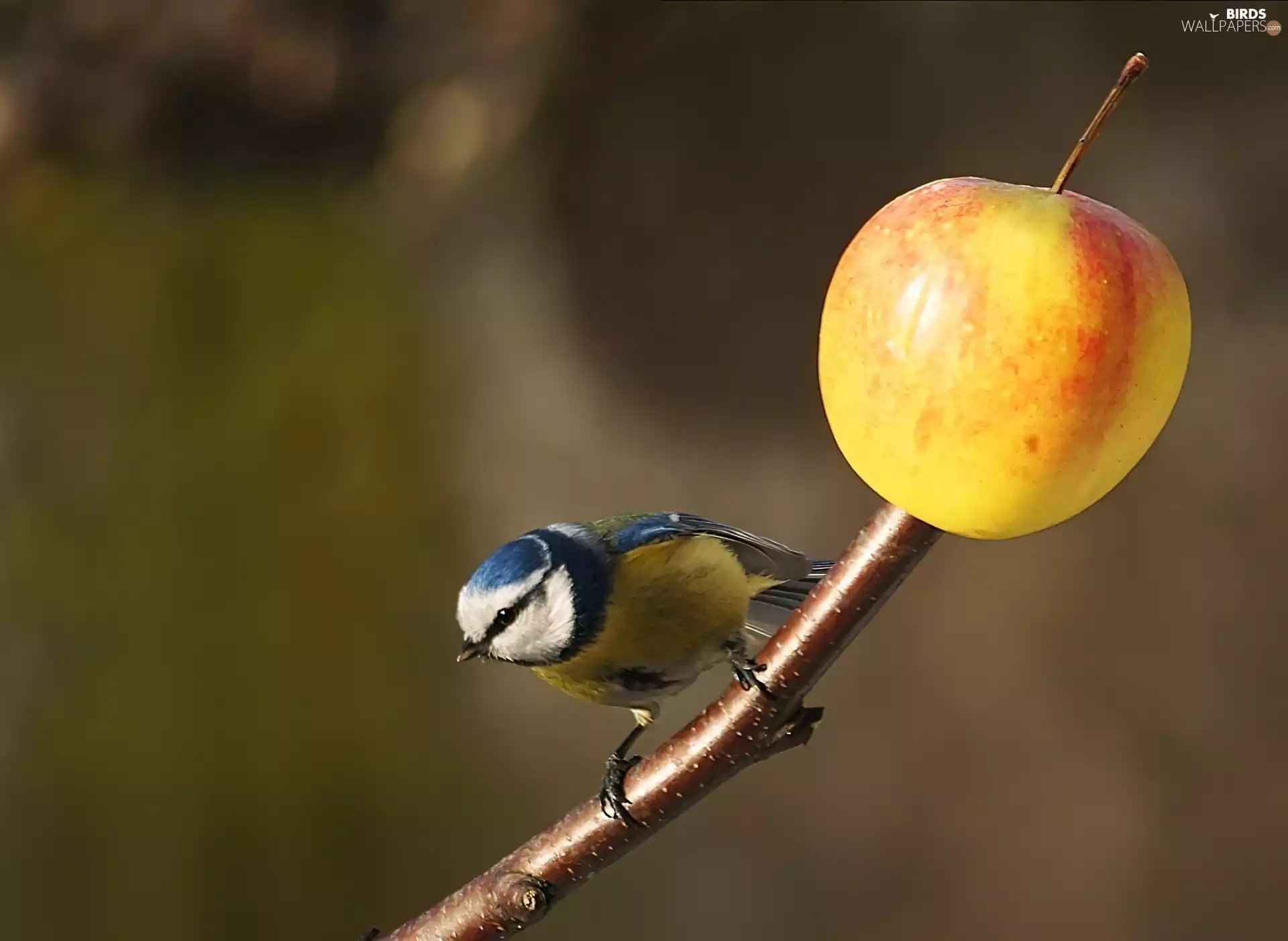 pole, tit tit, Apple