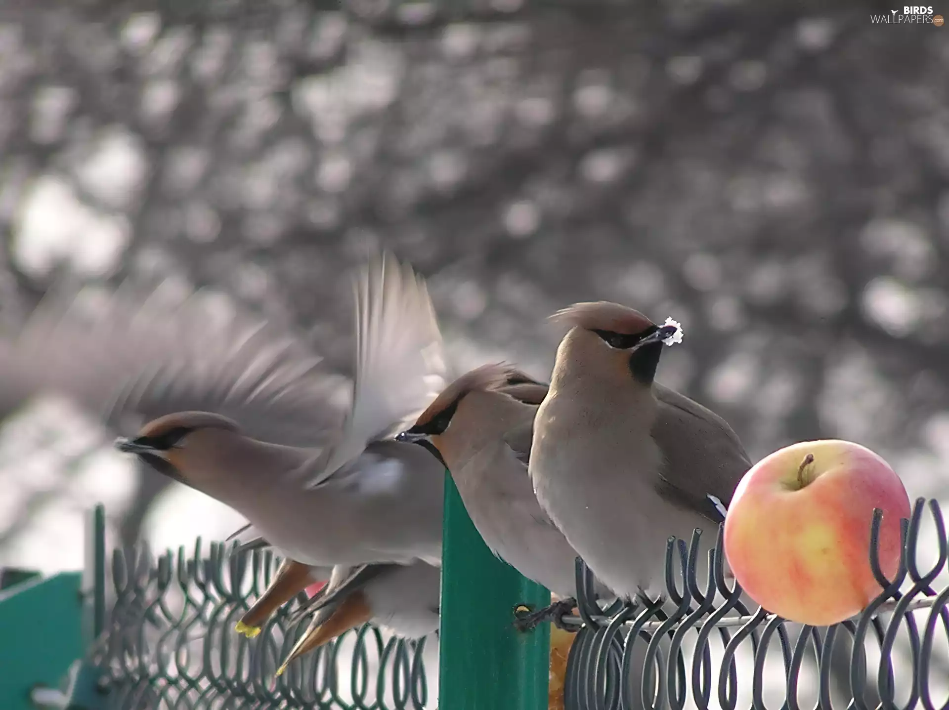 Apple, Waxwings, wings