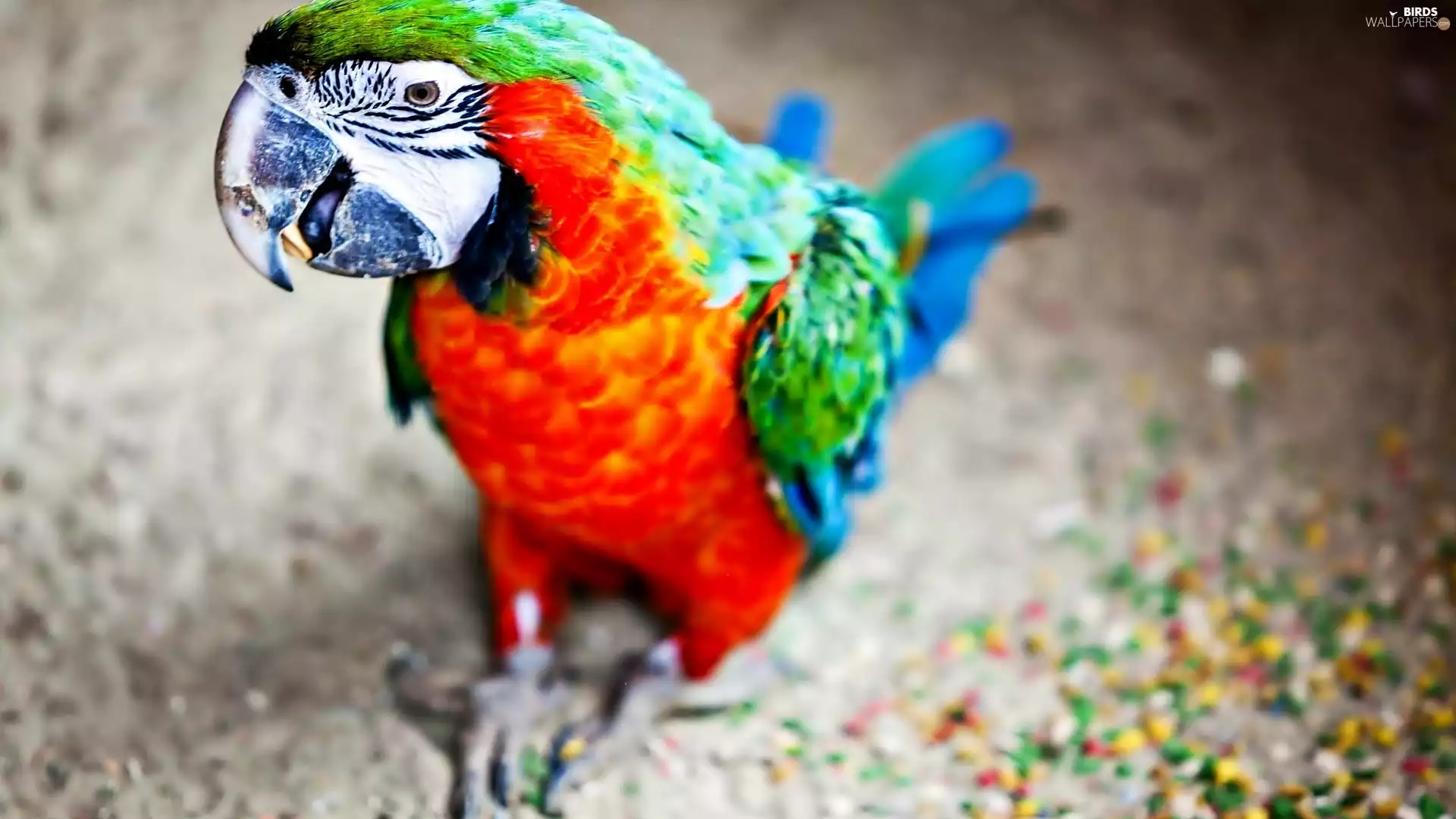 parrot, rapprochement, blur, ara