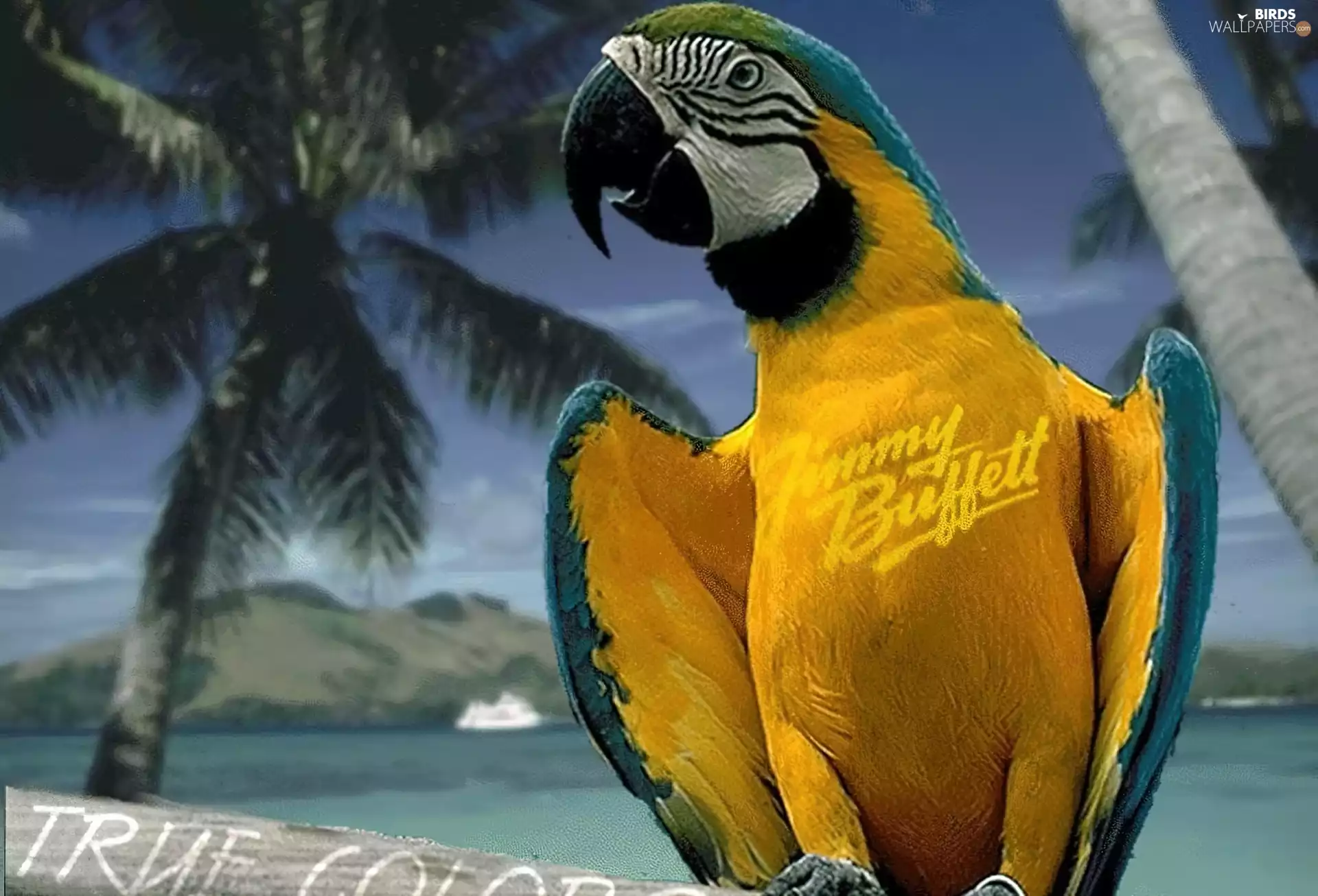 parrot, True, Color, ara