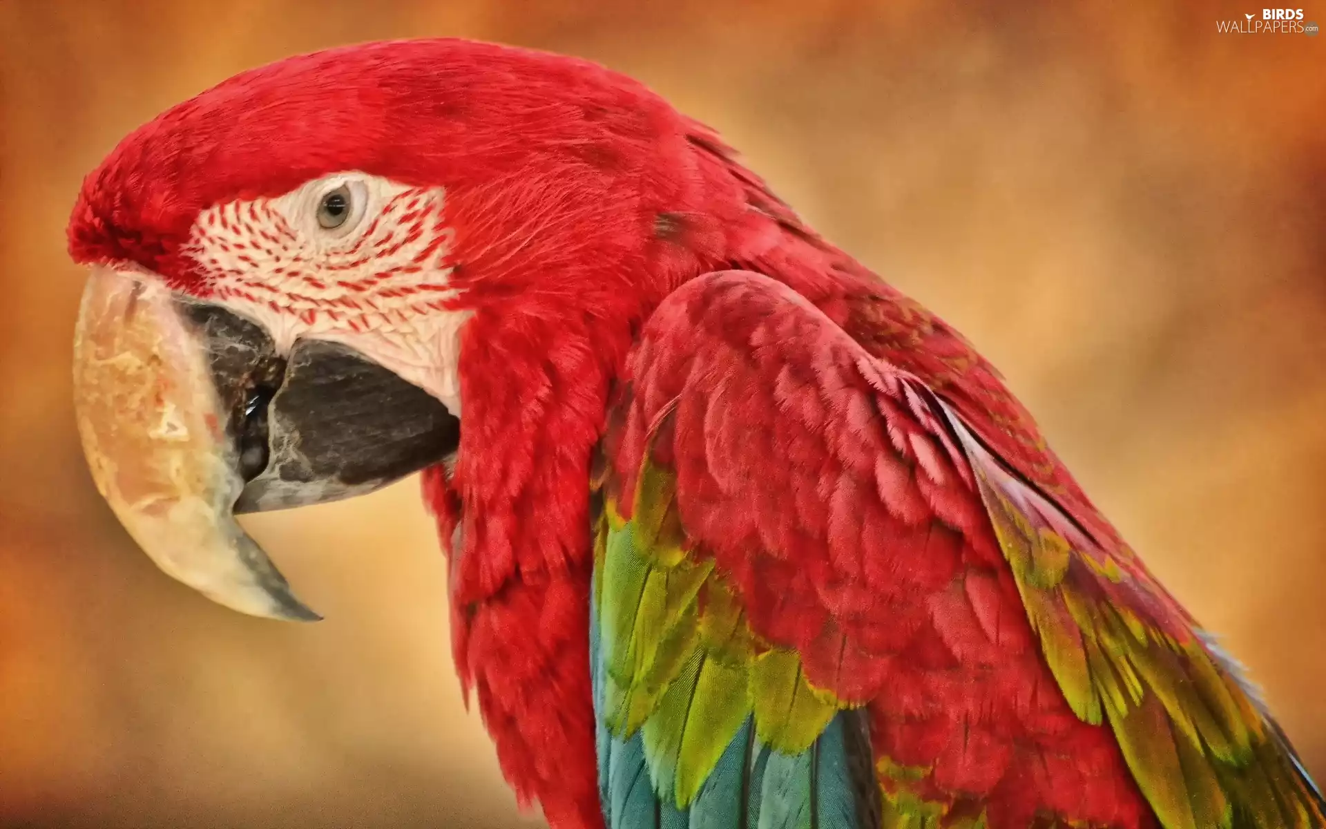 ara, Coloured, parrot