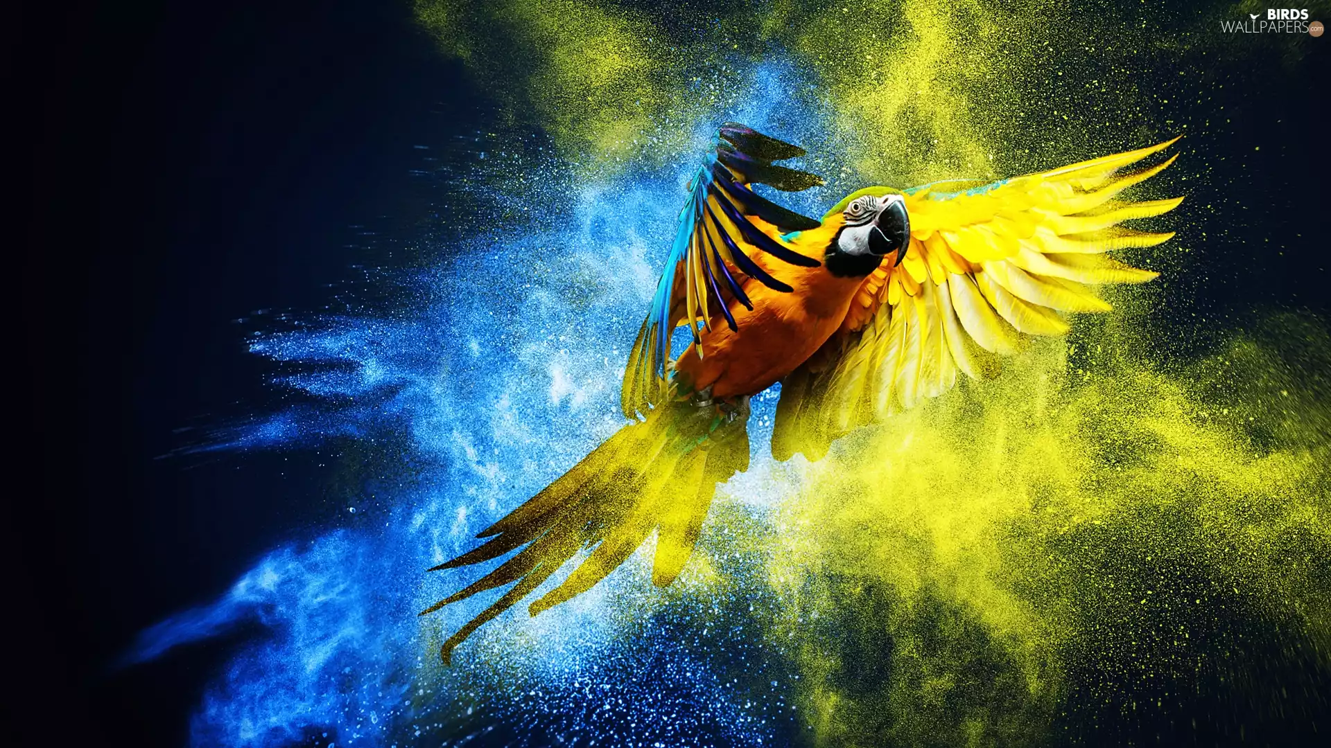 ara, graphics, parrot