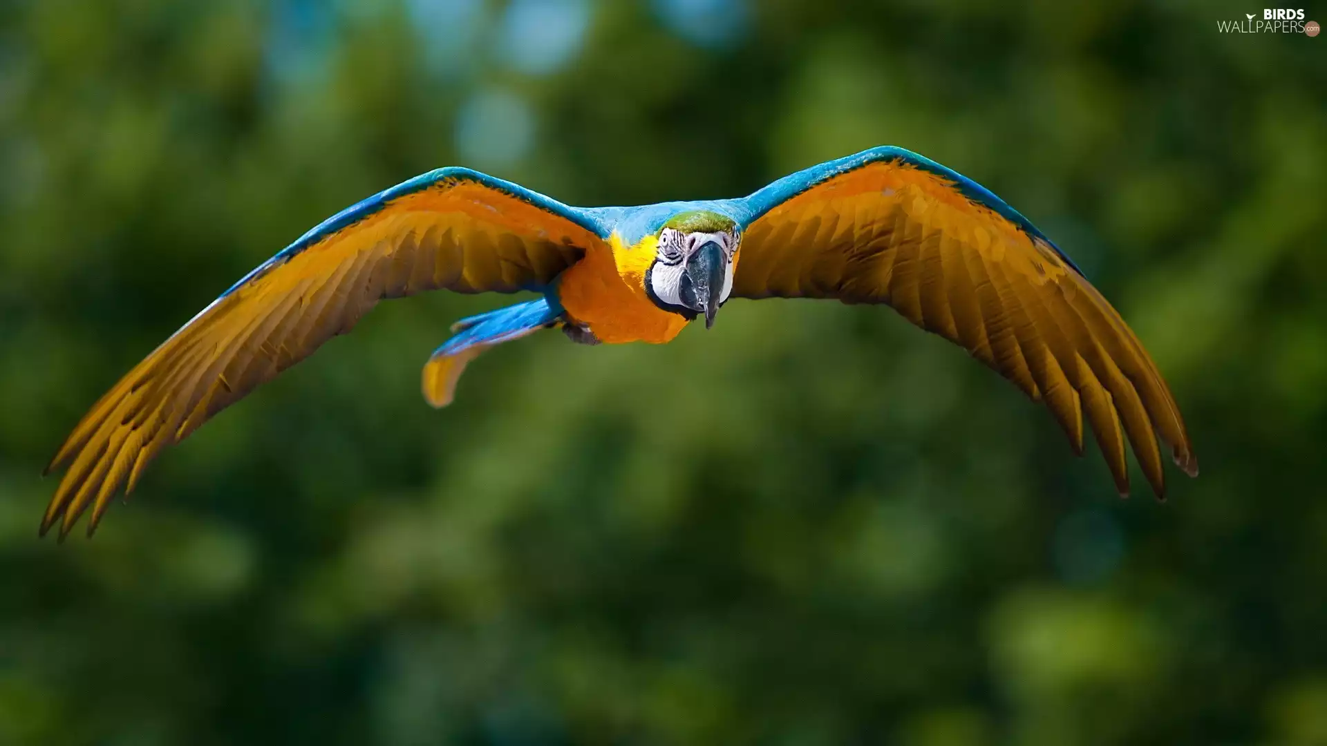 parrot, flight, green, ara