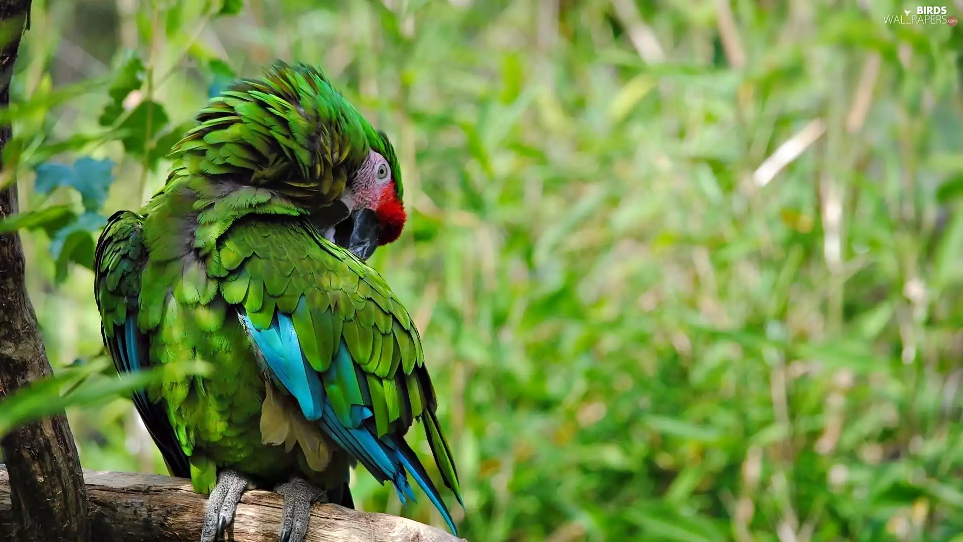 ara, Green, parrot