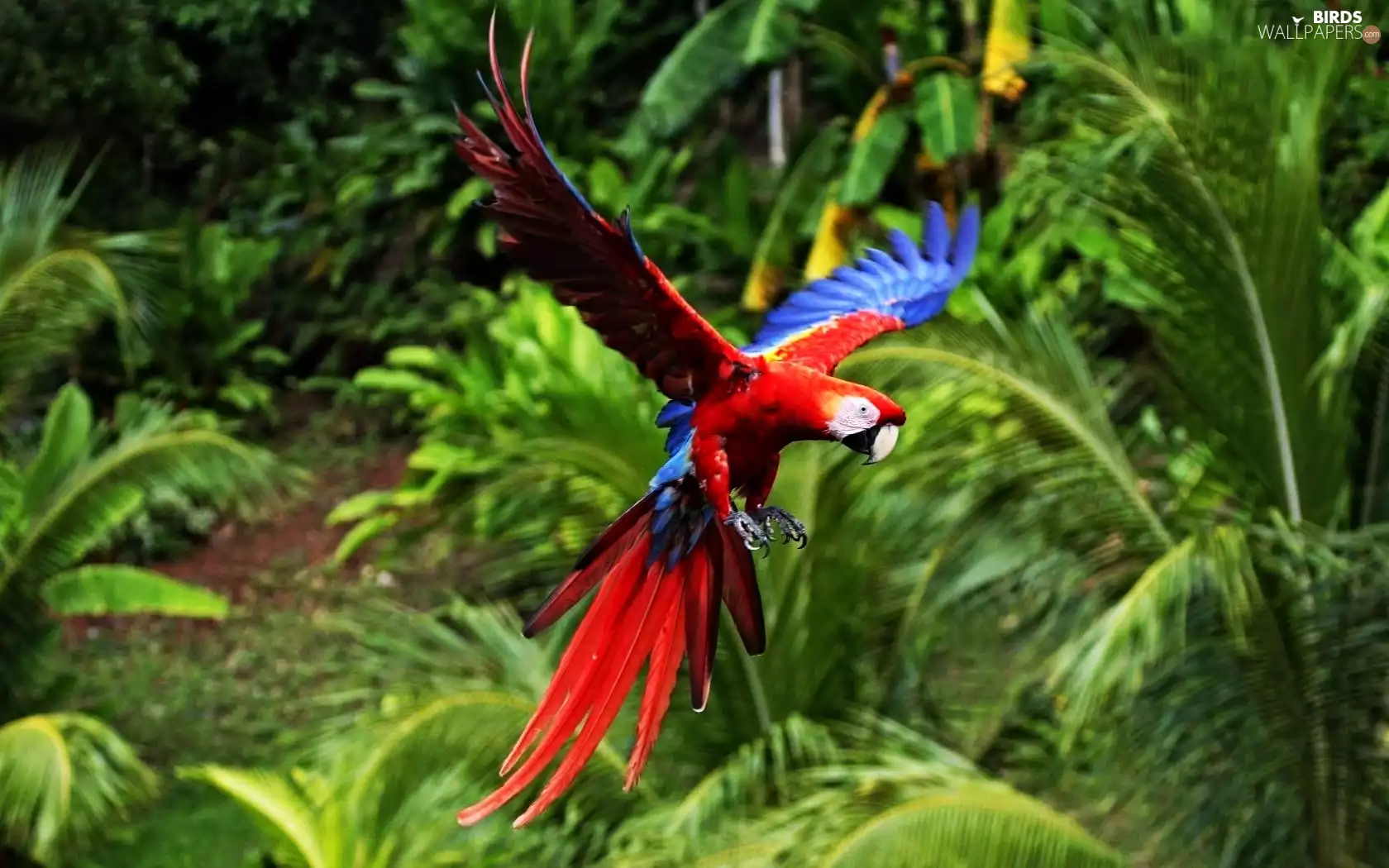 parrot, ##, Locie, ara