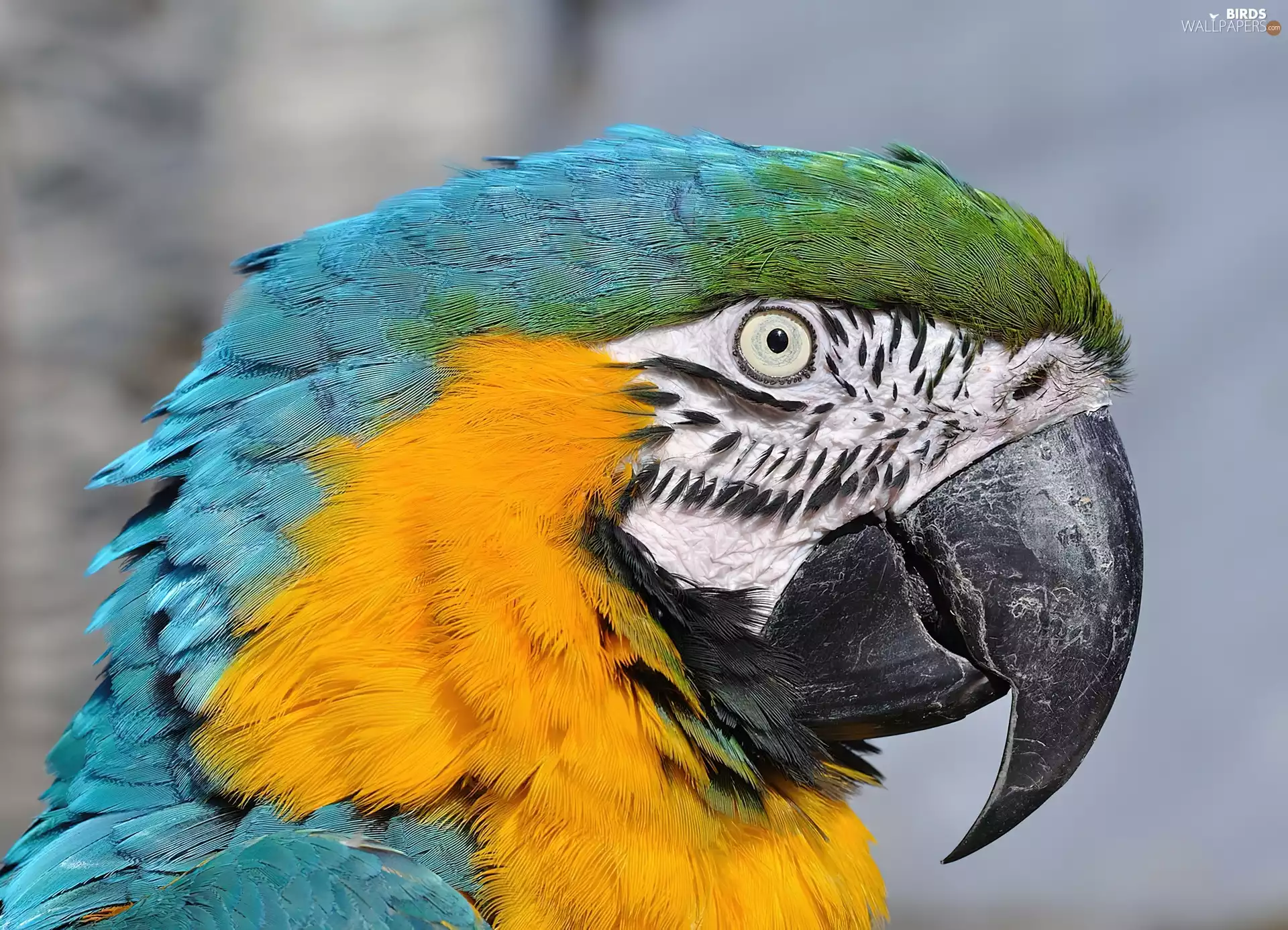 parrot, Head, nose, ara