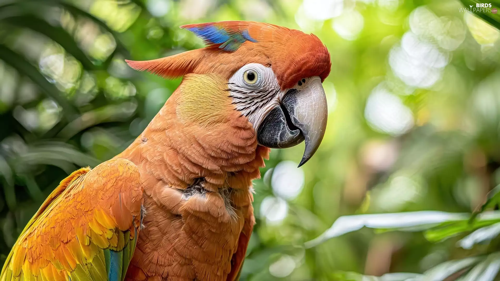 ara, Orange, parrot