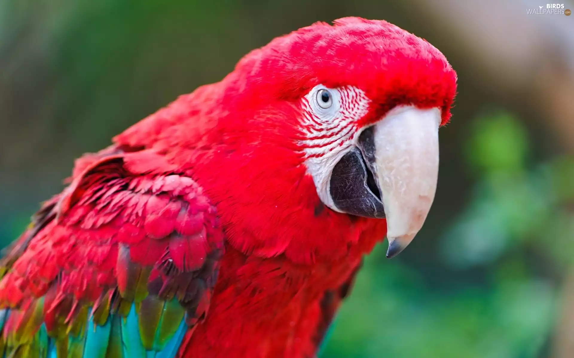 red hot, parrot, ara