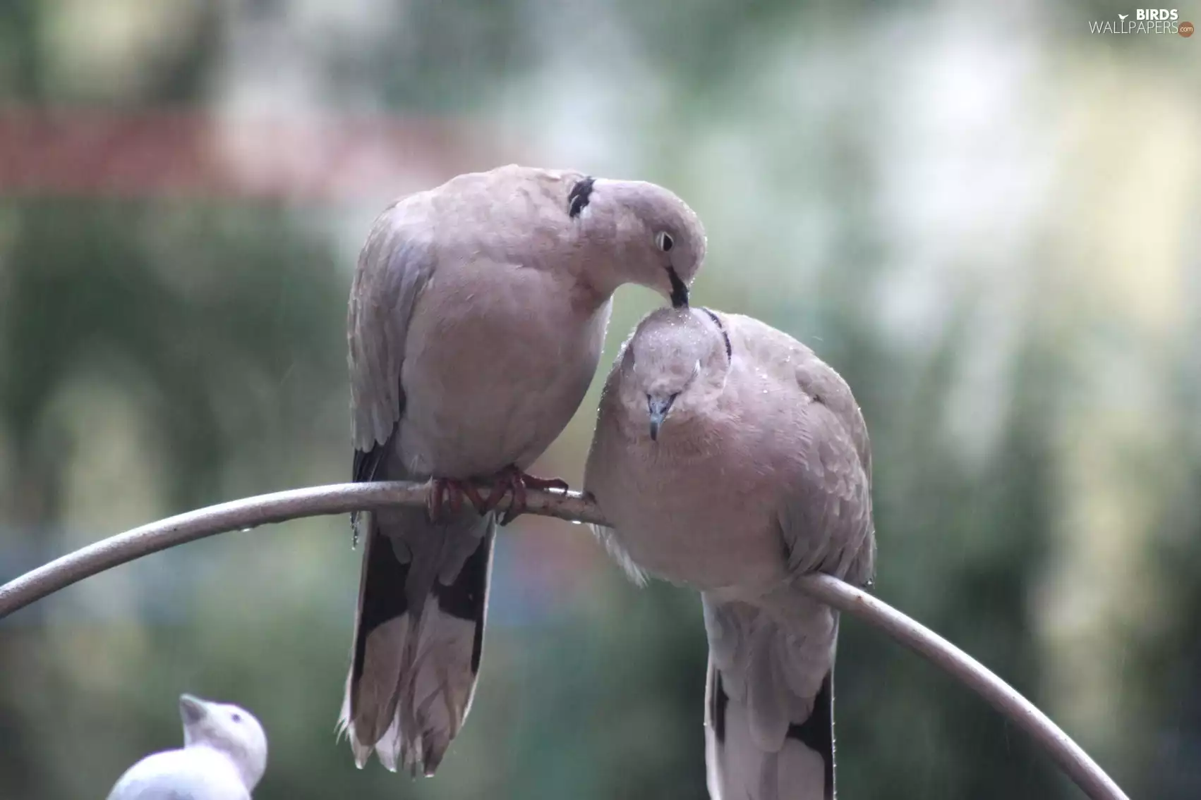 arch, Deep, Collared