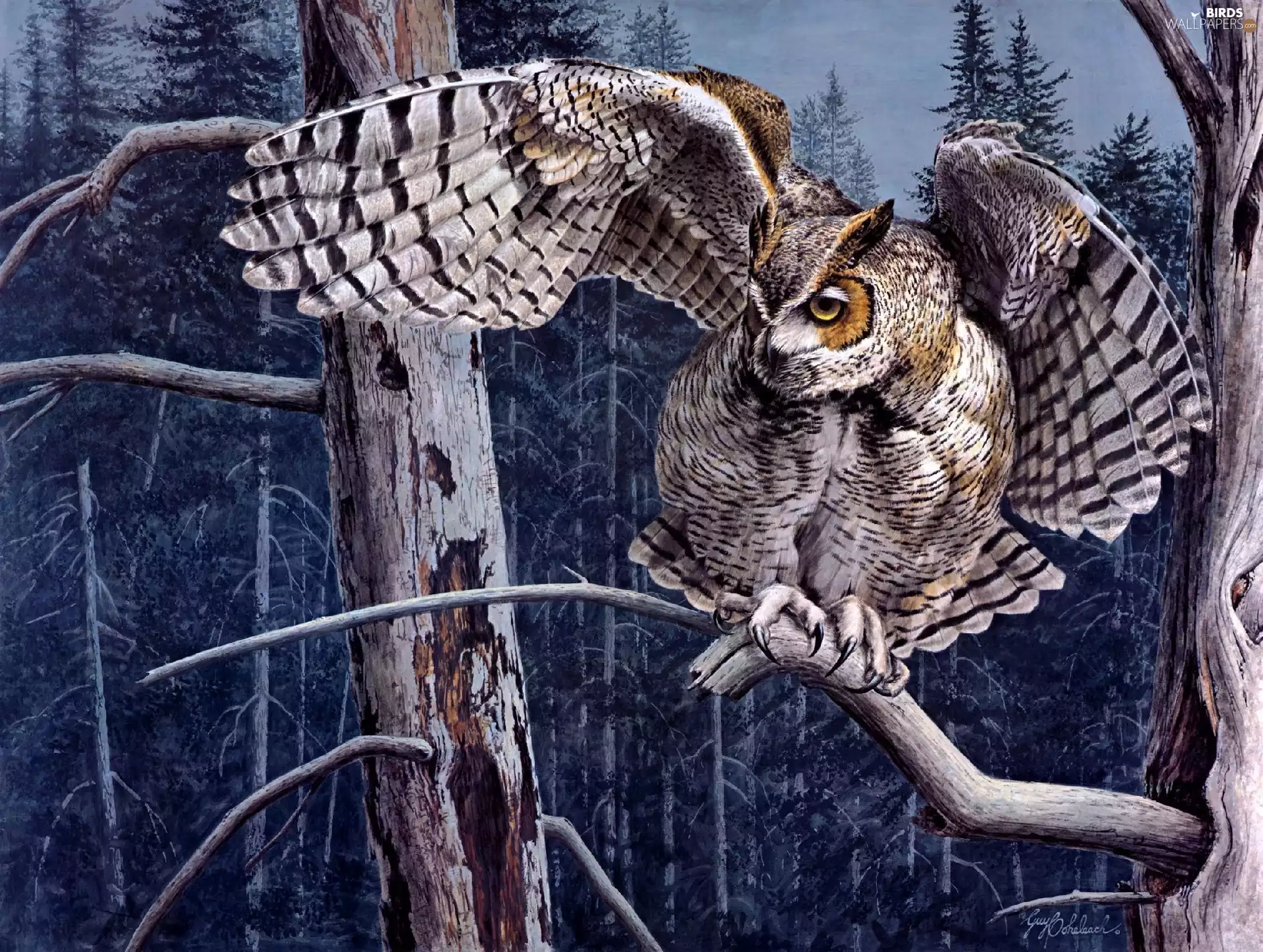 forest, Art, trees, viewes, owl