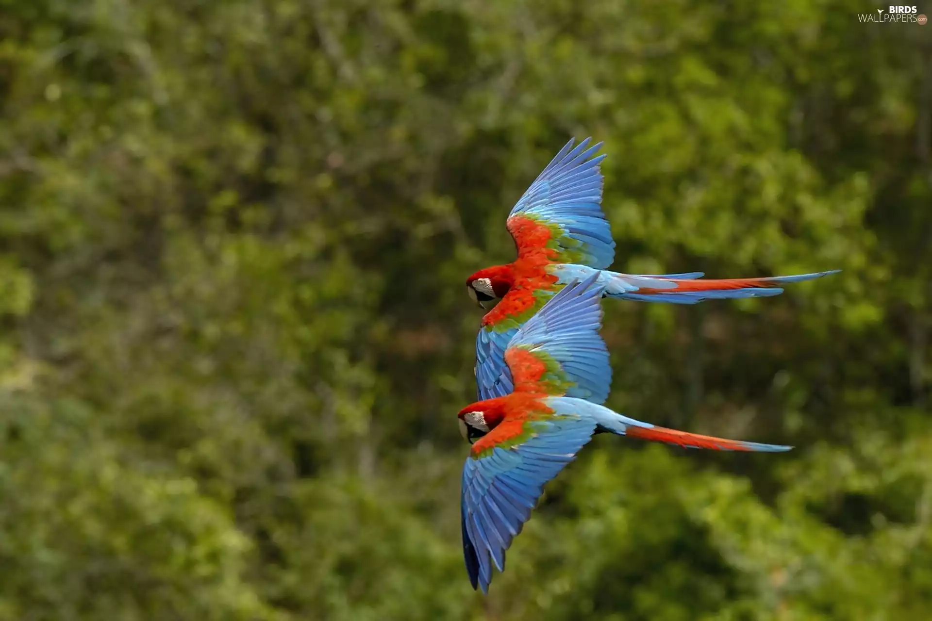 Locie, Ary, Parrots, ##, Two