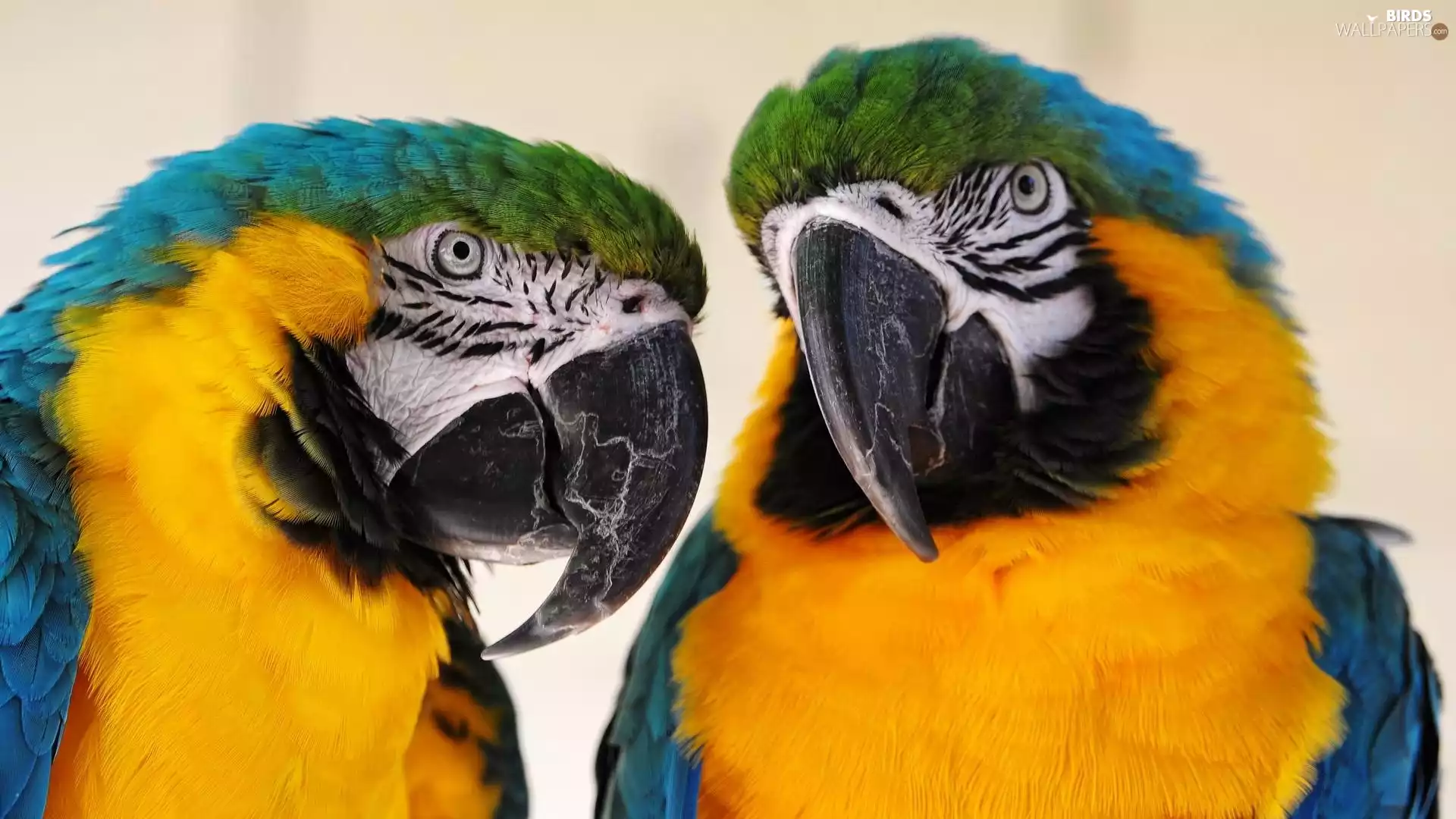 Ary, Two, Parrots