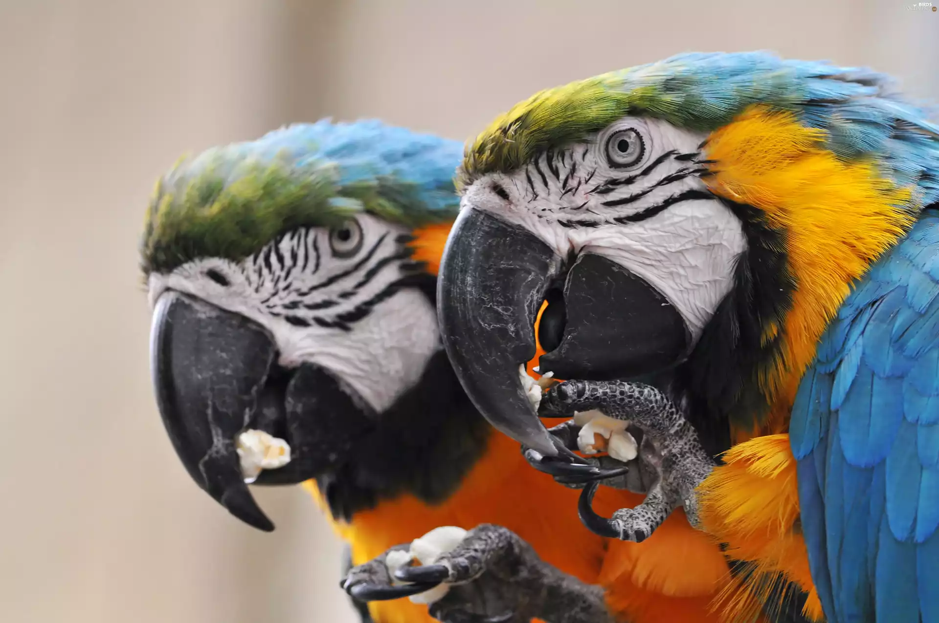 Ary, Parrots, Two