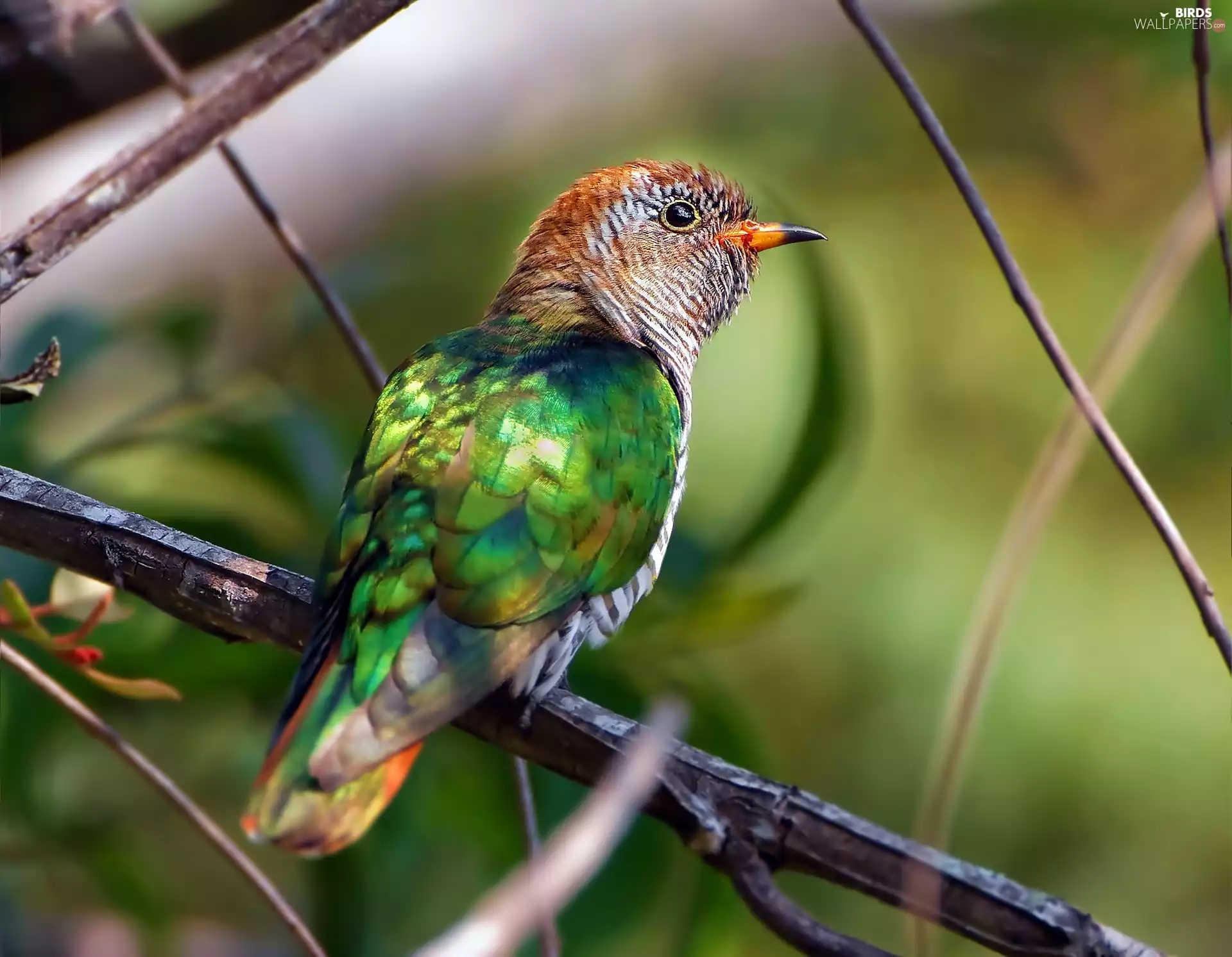 Asian, Emerald, cuckoo
