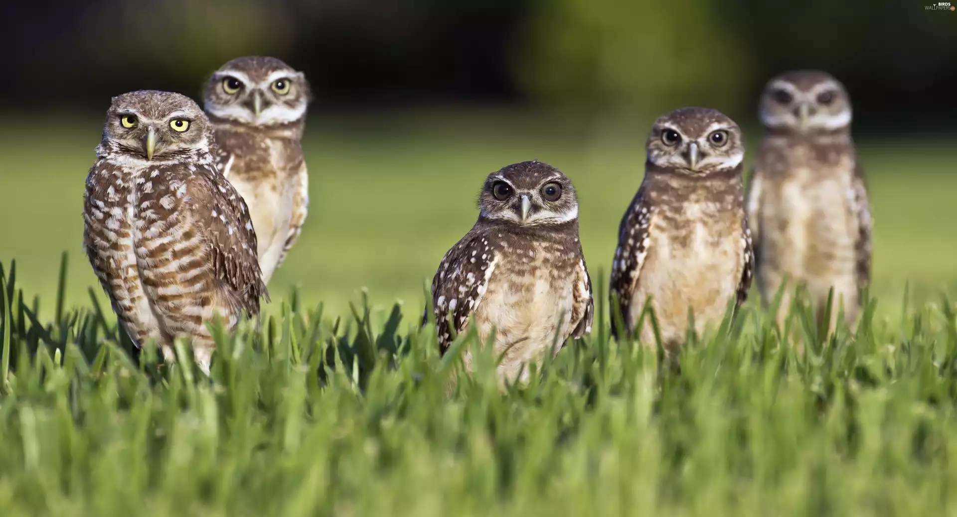 five, Athene Cunicularia, grass, Owls
