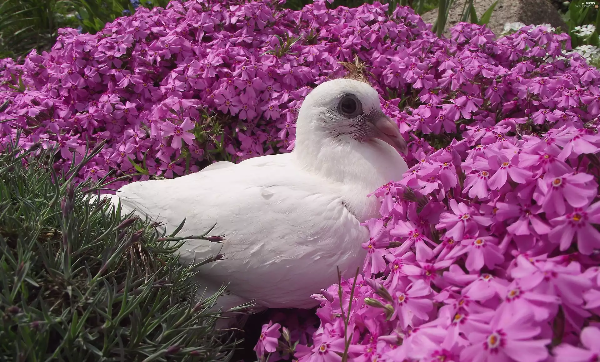 Aubrieta, pigeon, chick