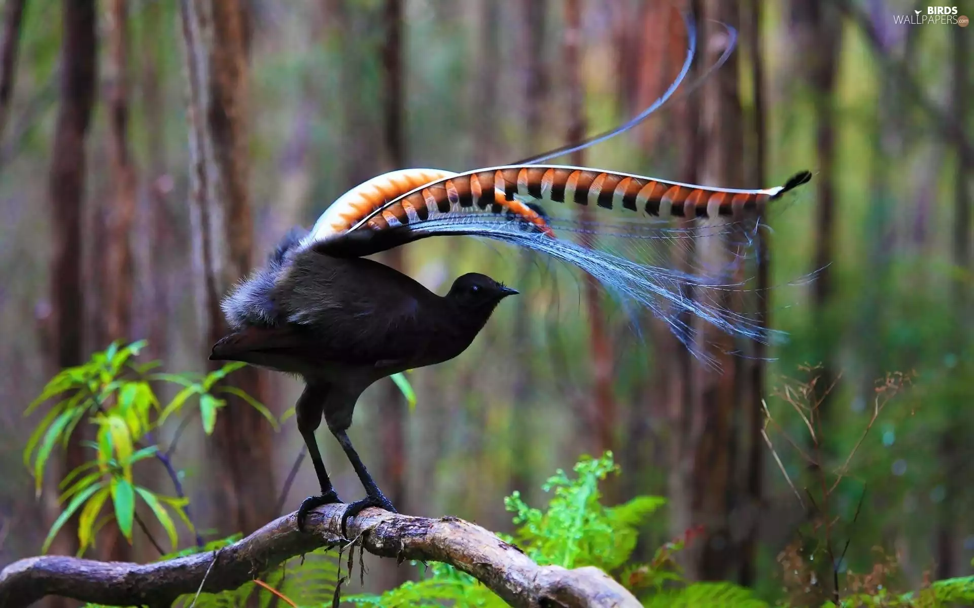 forest, Australia, Lyrebird, branch, Bird