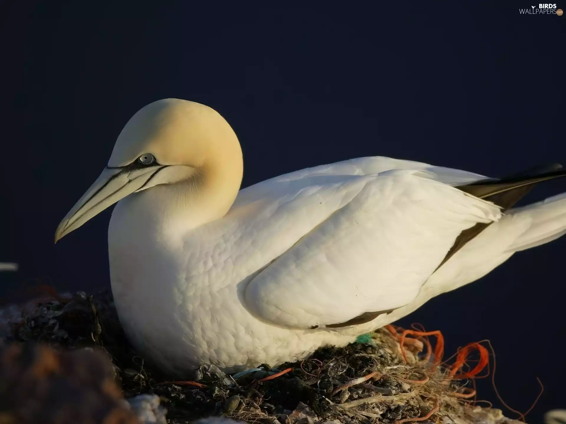 Australian Gannet