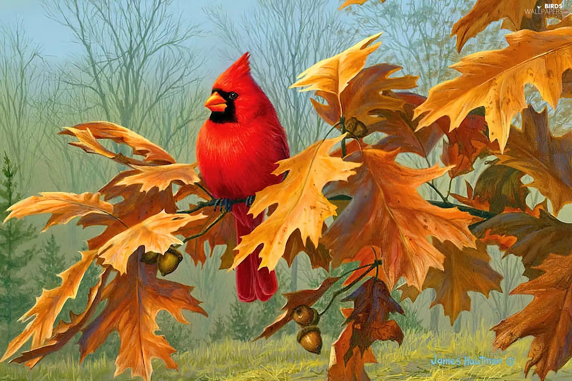 oak, autumn, cardinal, twig, Bird