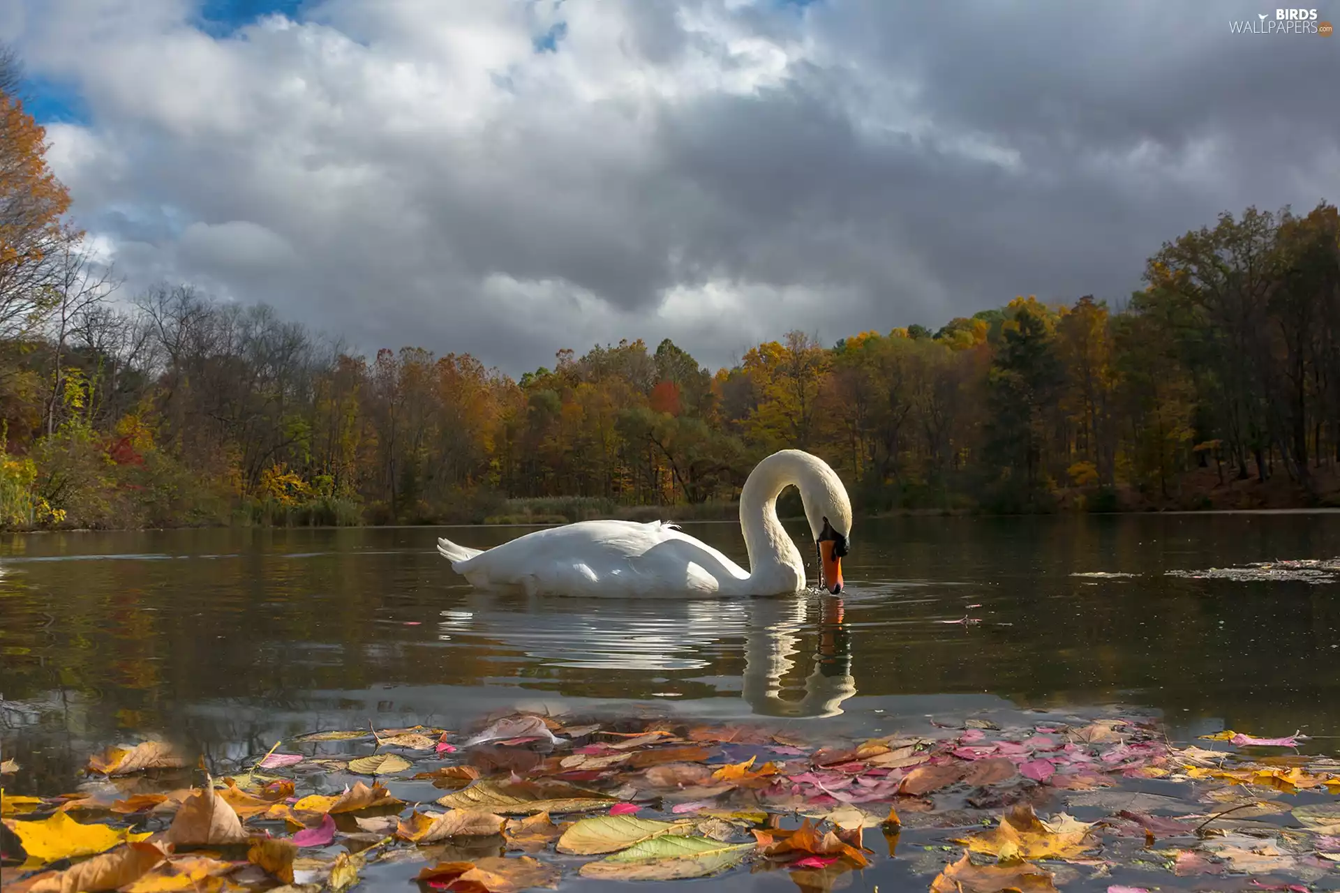 Leaf, Swans, viewes, autumn, trees, lake