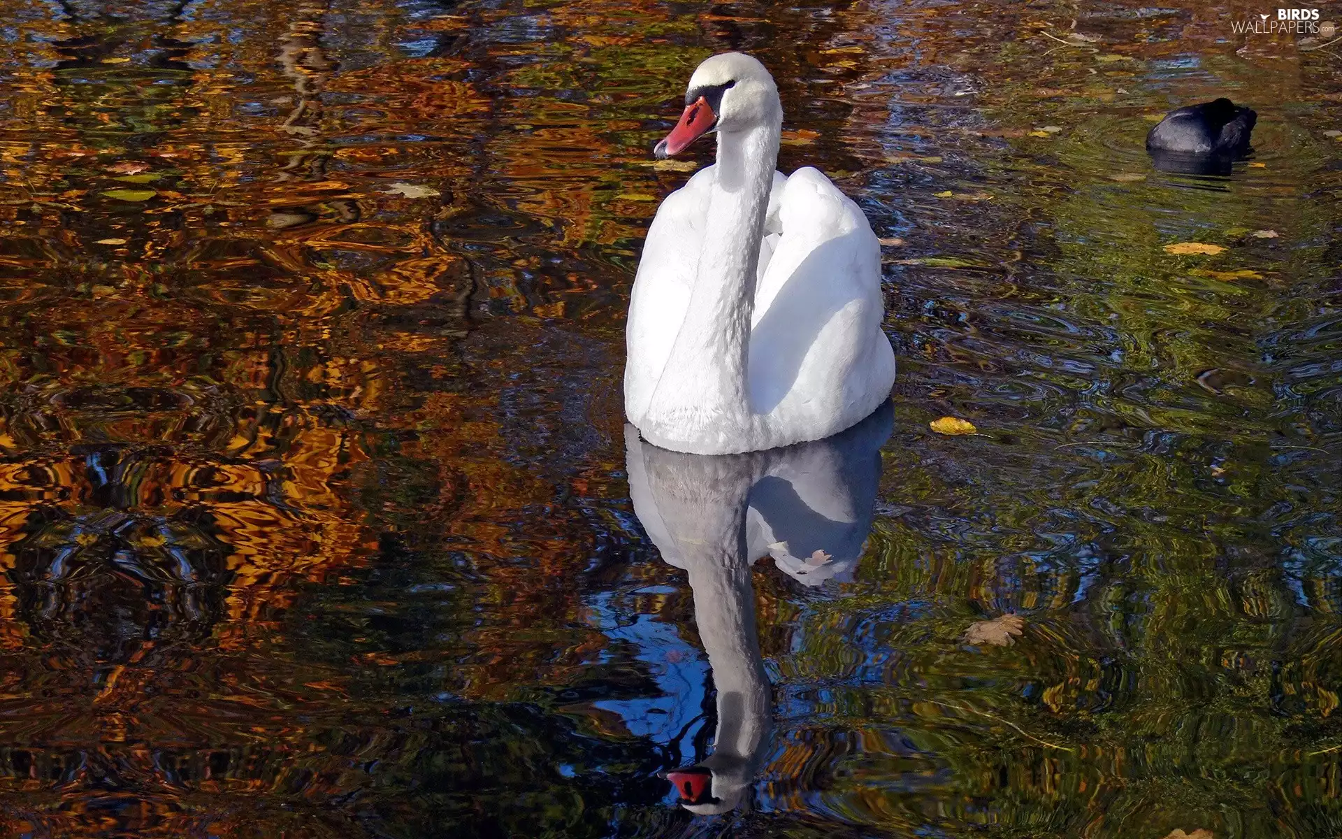autumn, Swans, water