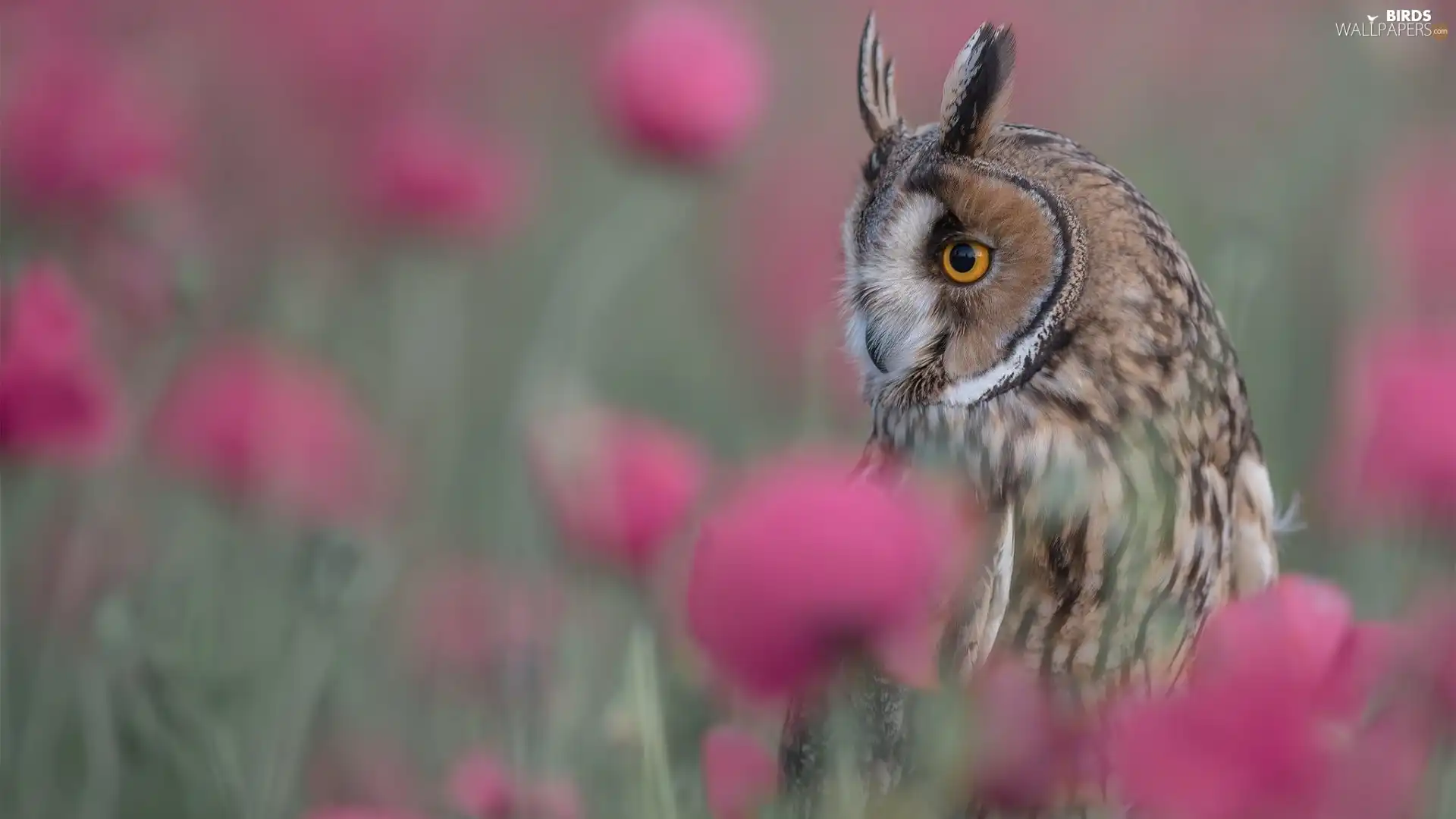 blurry background, Bird, Owl Ear