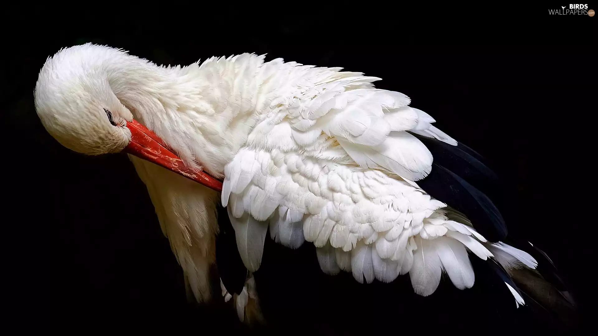 background, stork, dark