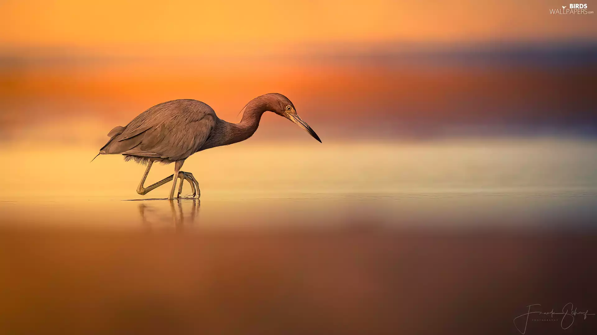 background, heron, fuzzy