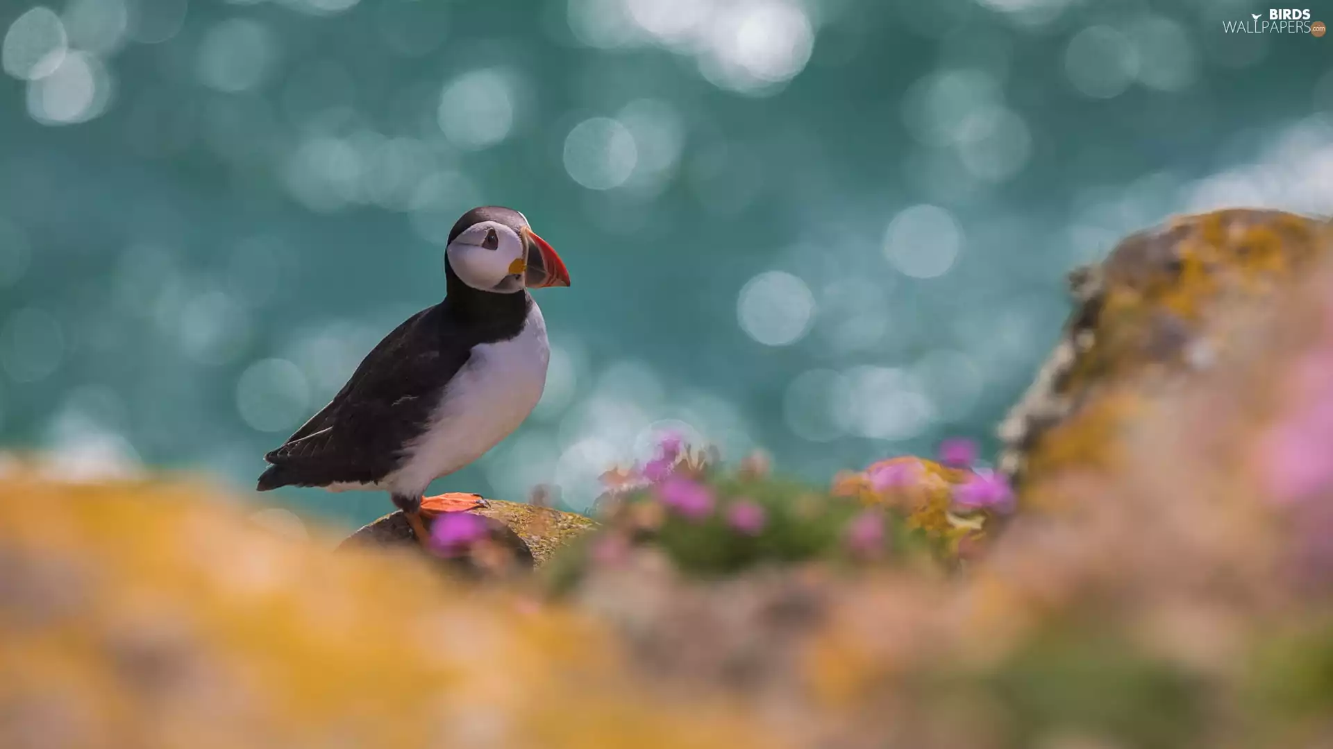 fuzzy, background, Maskonur, Bokeh, Bird