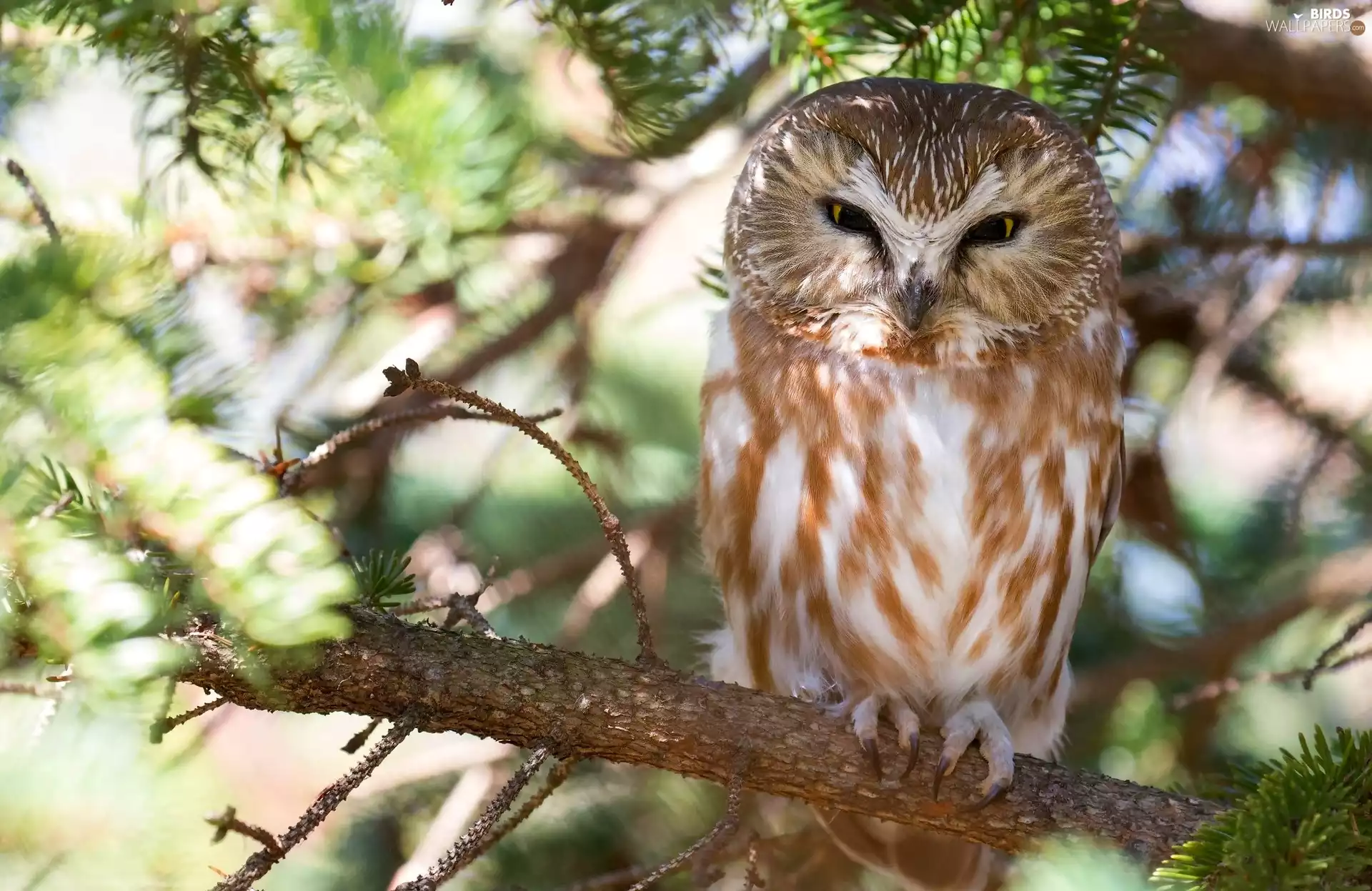 owl, trees, blurry background, Boreal Owl