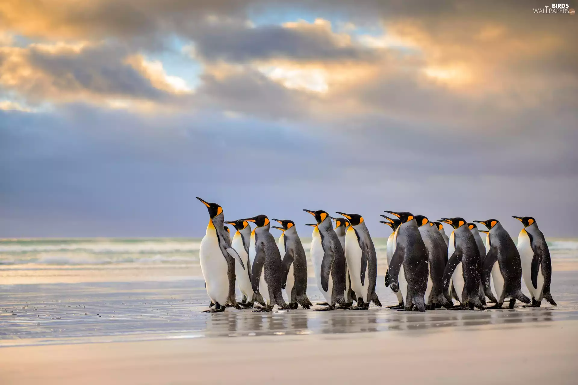 fuzzy, background, penguins, Beaches, herd