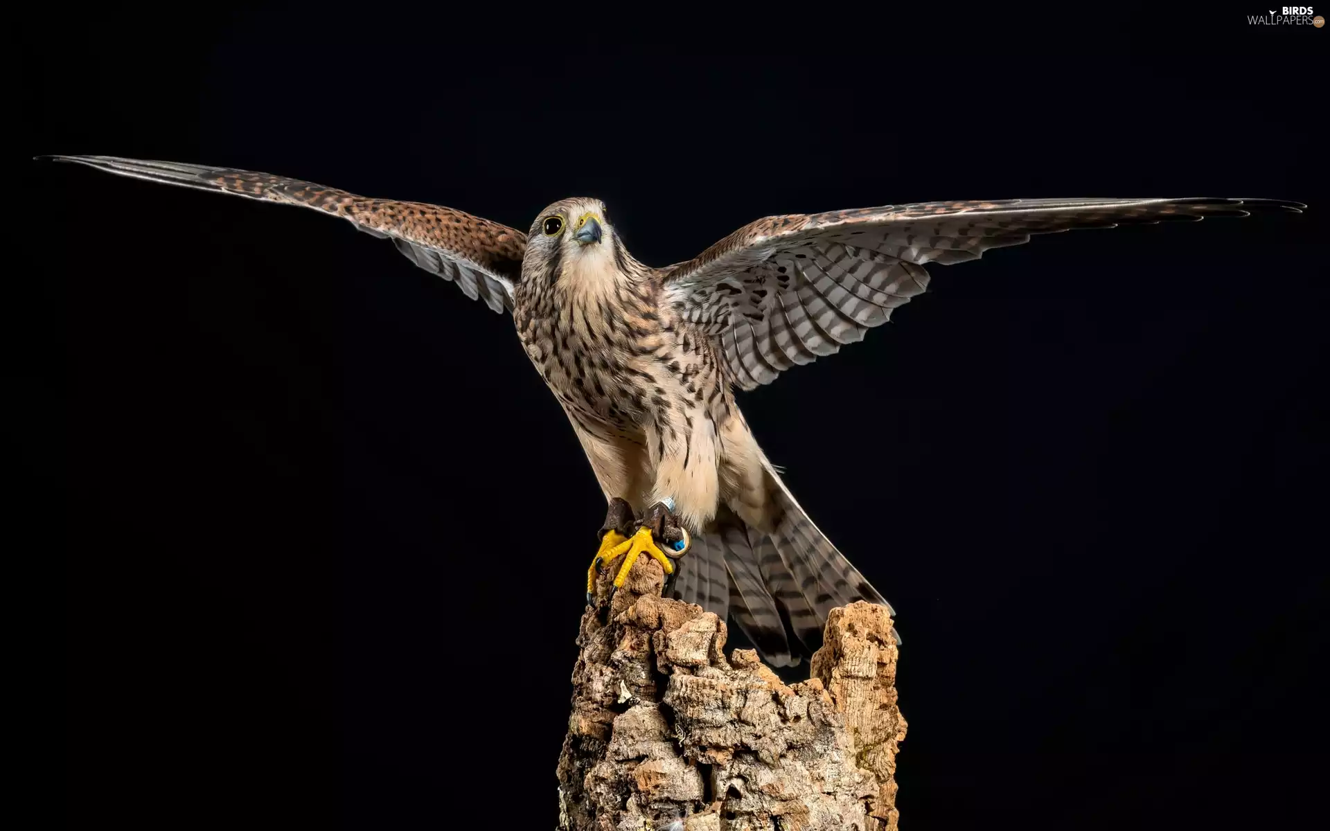 wings, kestrel, Black, background, trunk, spread