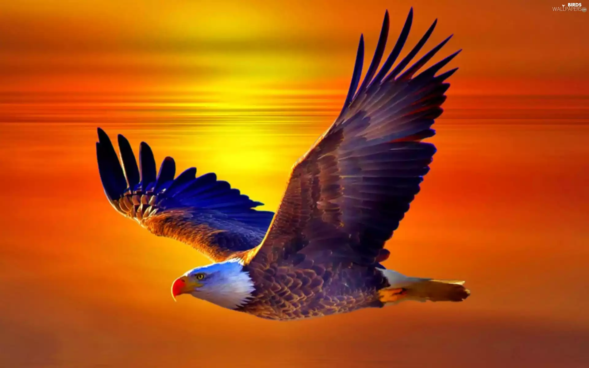 Great Sunsets, American Bald Eagle, flight, eagle