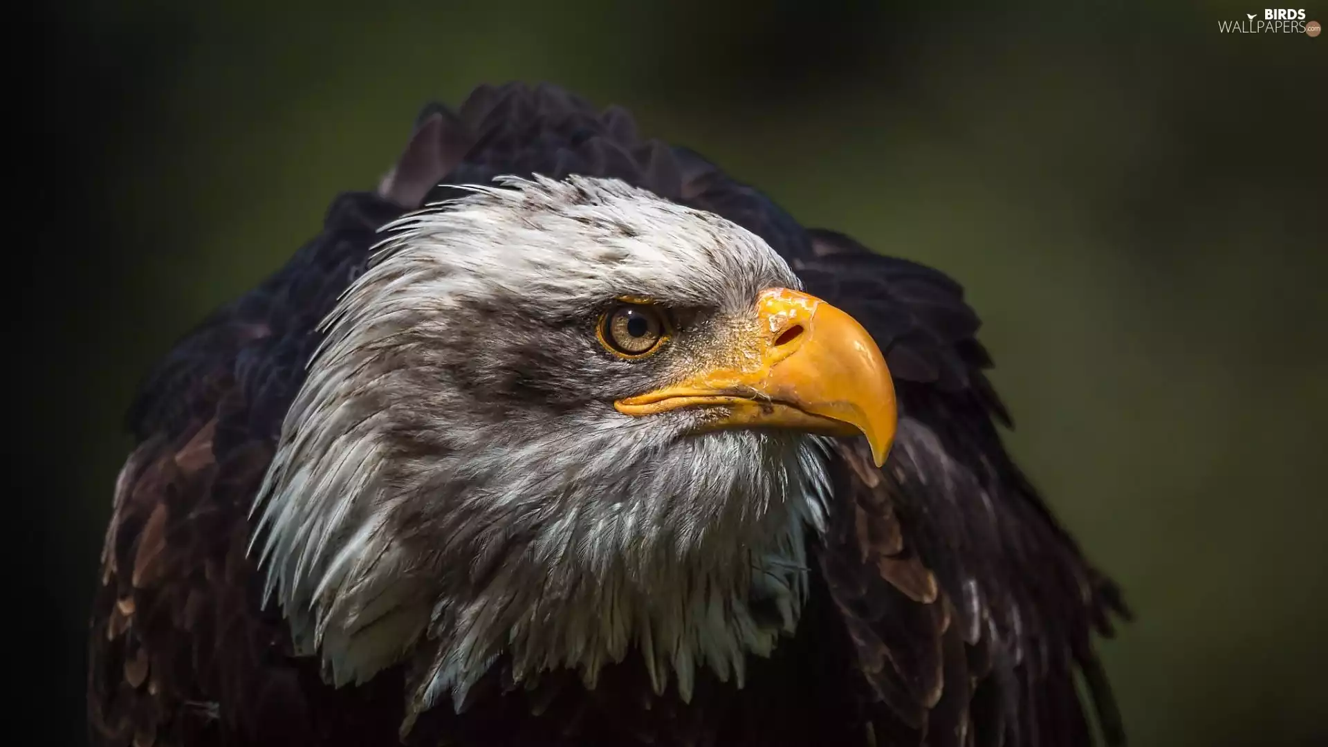 American Bald Eagle, Bird, eagle