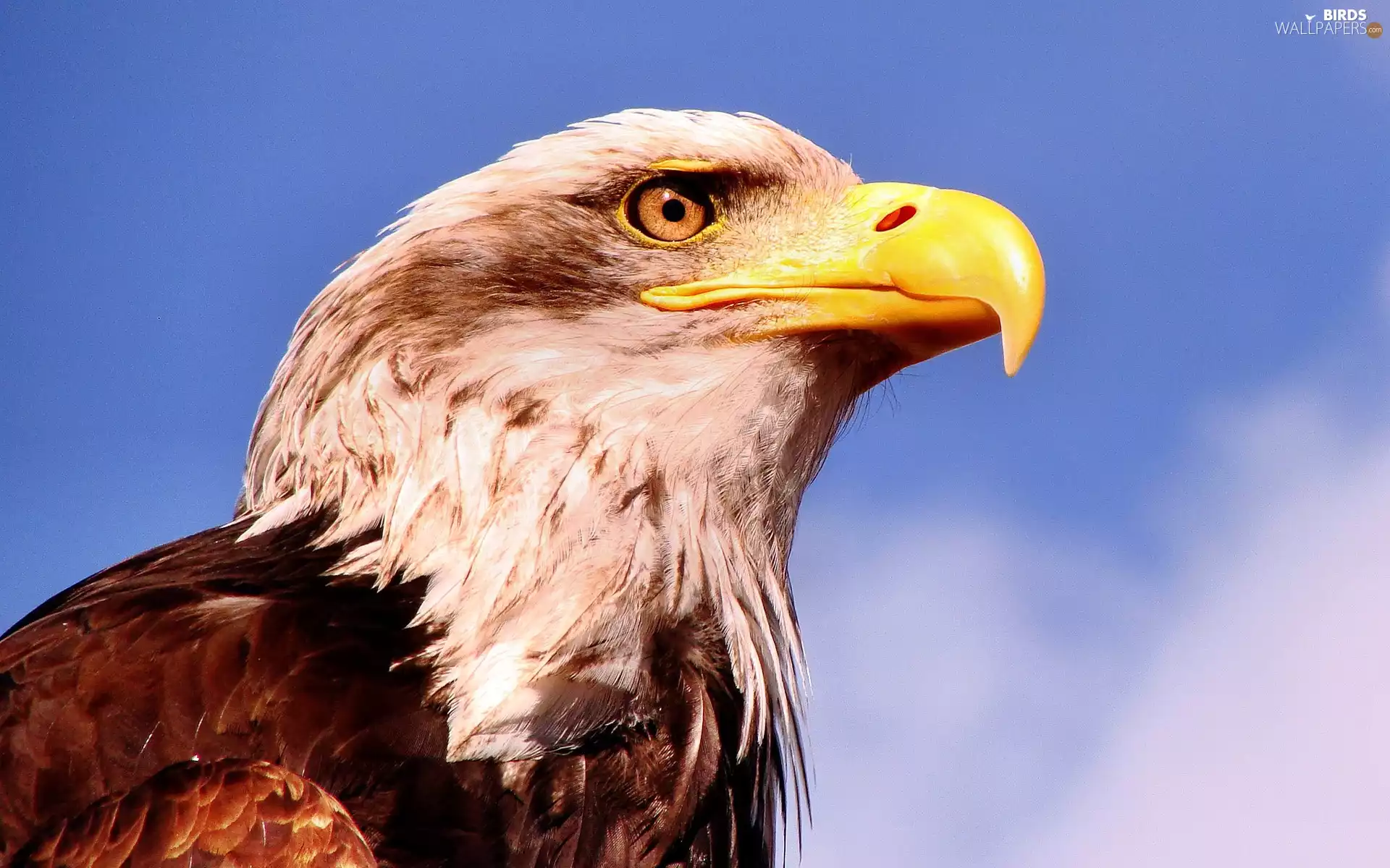 American Bald Eagle, Head, eagle