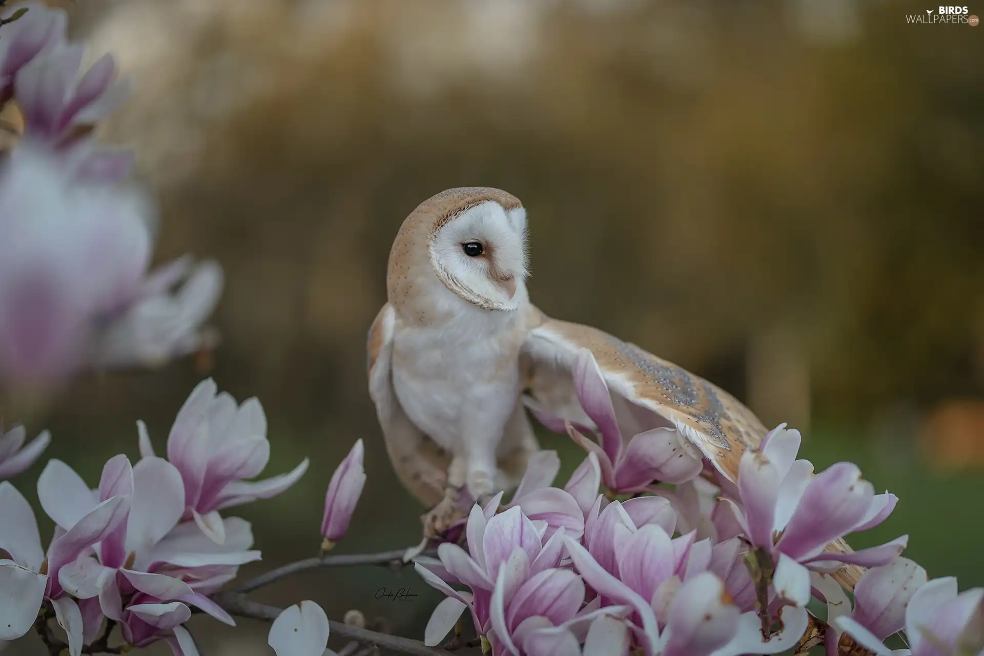 Magnolia, blurry background, Barn, branch, owl