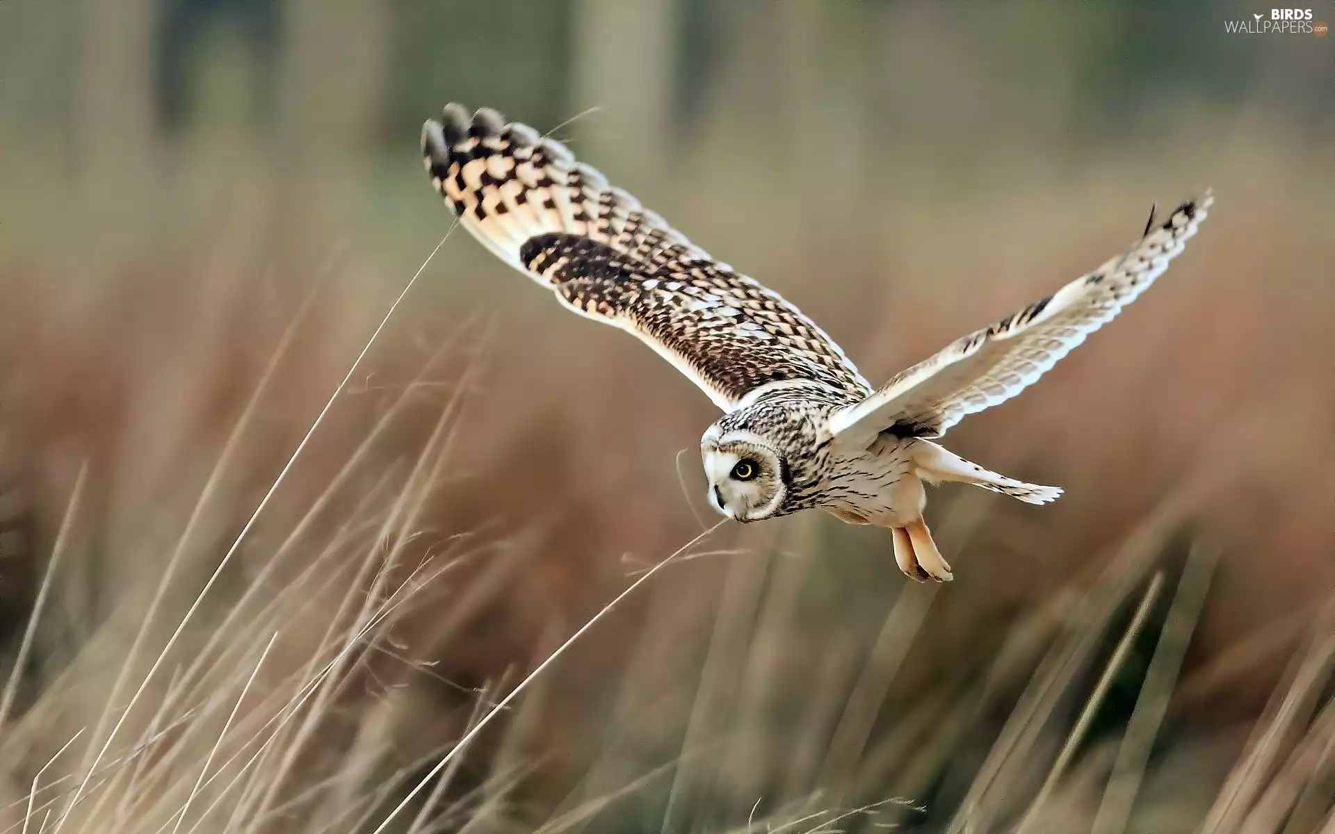 owl, grass, blur, Barn
