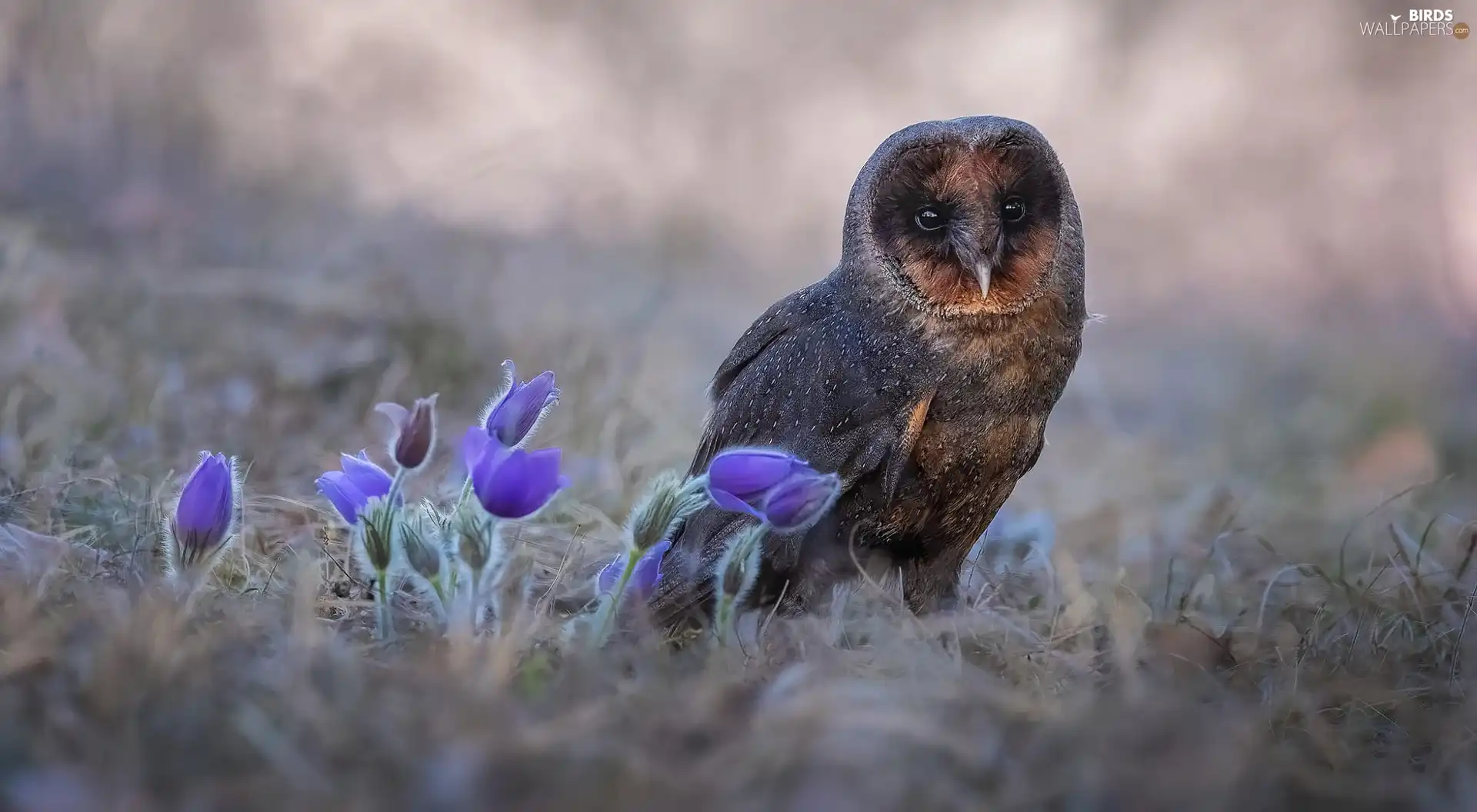owl, Flowers, pasque, Barn