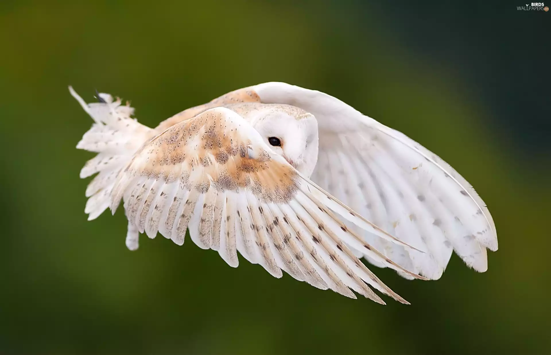 owl, flight, wings, Barn